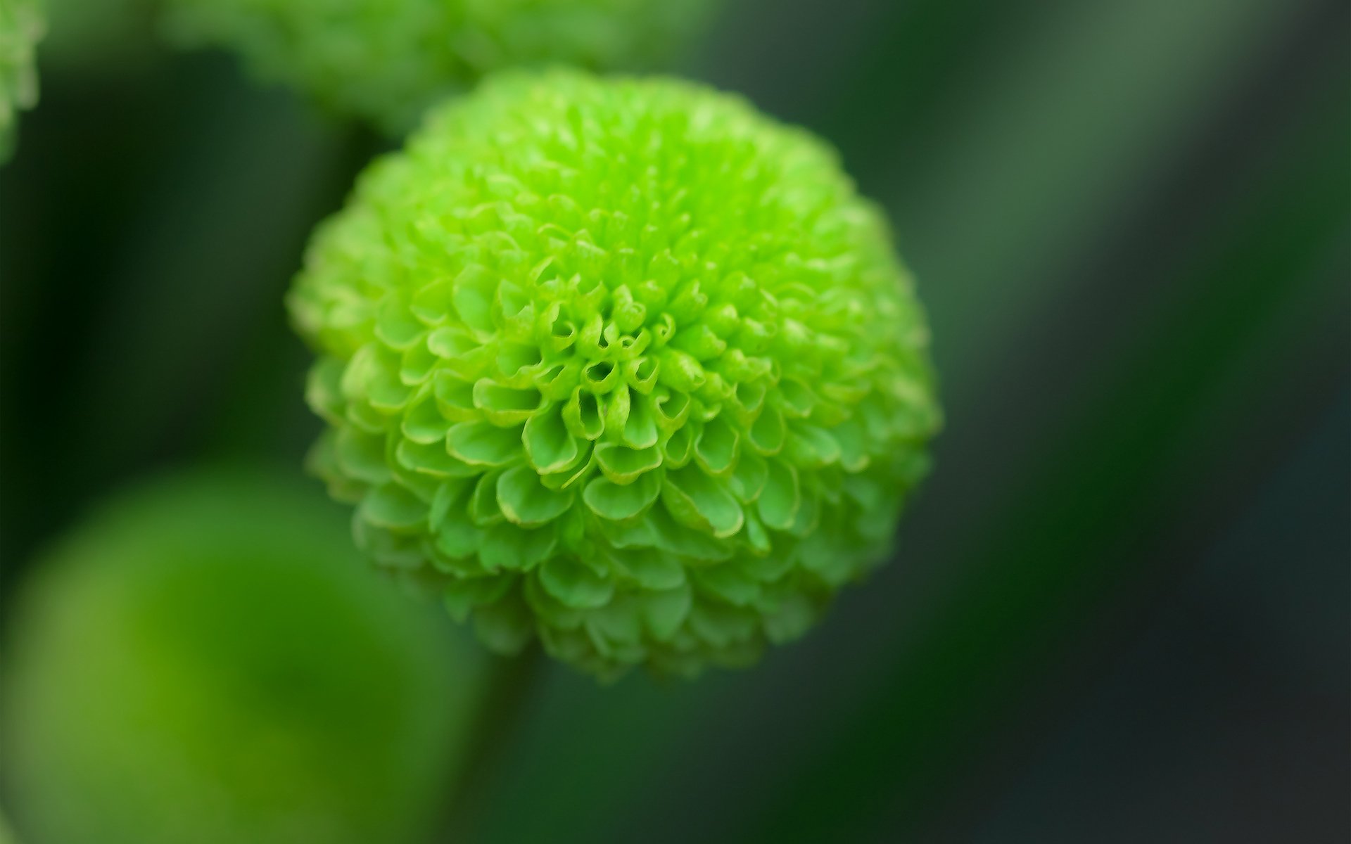 fiore dalia verde messa a fuoco