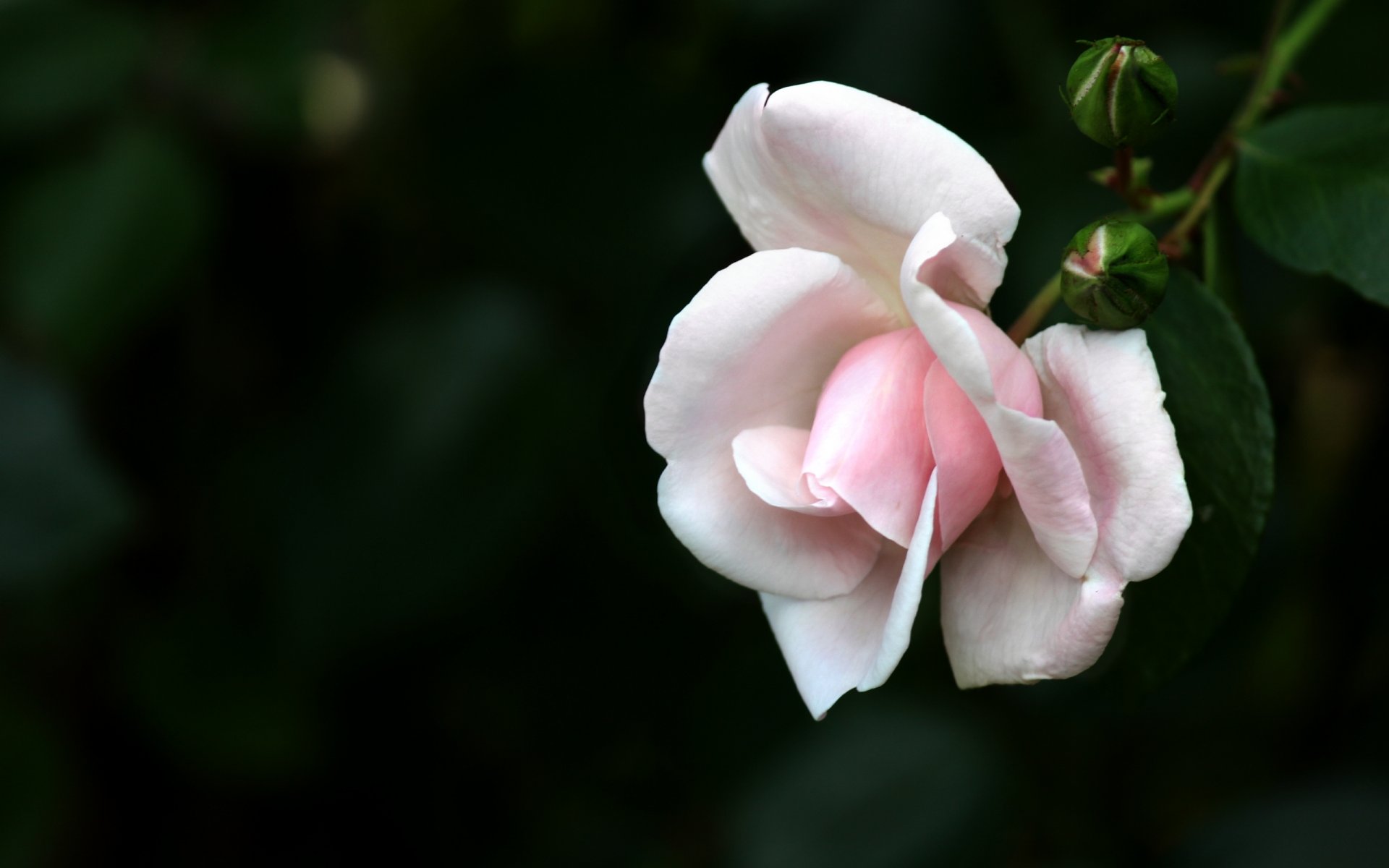 blumen makro weiß rose
