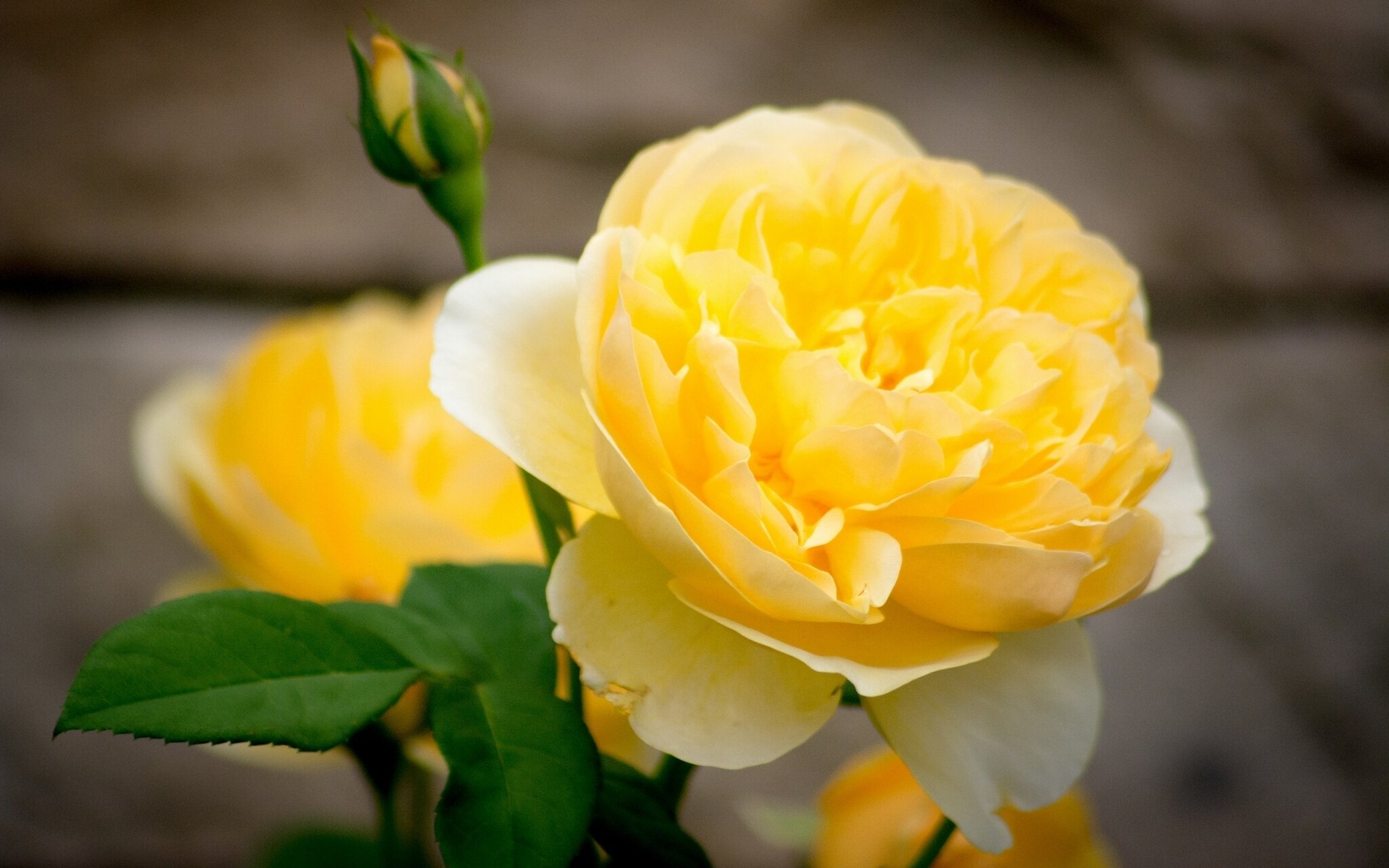 yellow rose petals bud close up