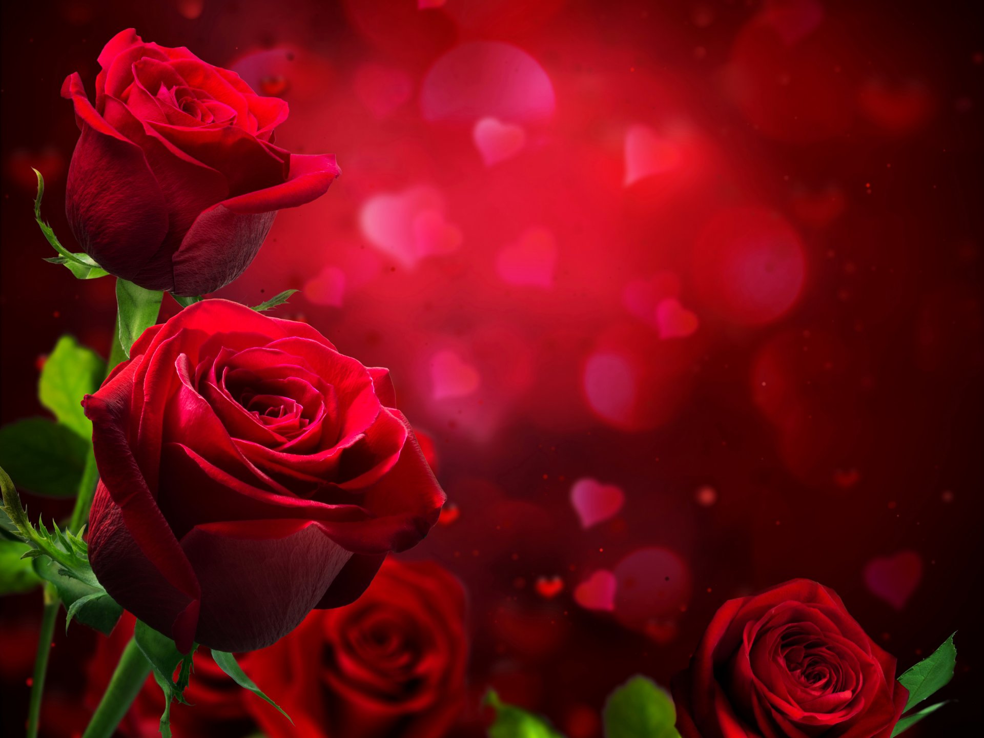roses bordeaux fleurs photo