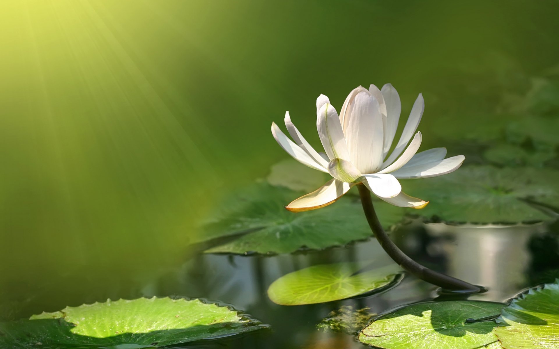 loto ninfea fiore acqua libbra stagno