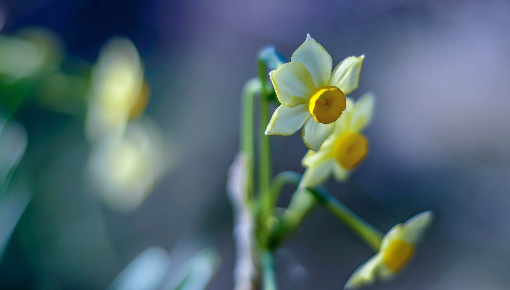 narciso macro bokeh