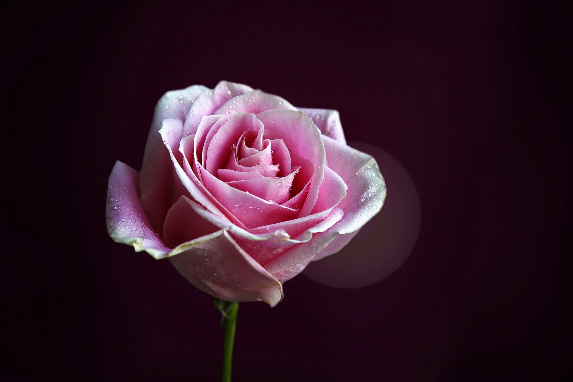 rosa rosa bocciolo petali gocce gambo fiore sfondo