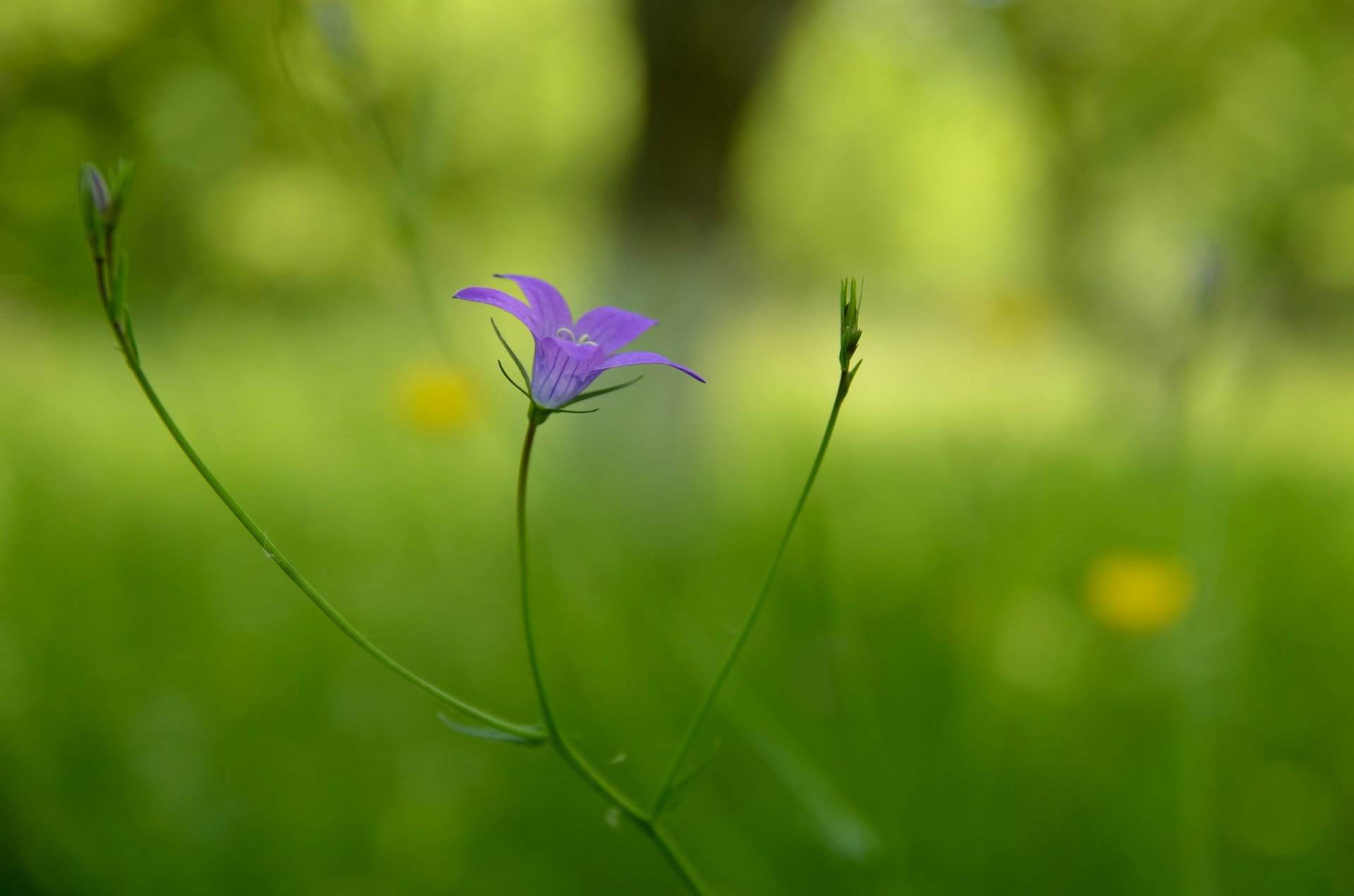 tallo flor lila fondo desenfoque