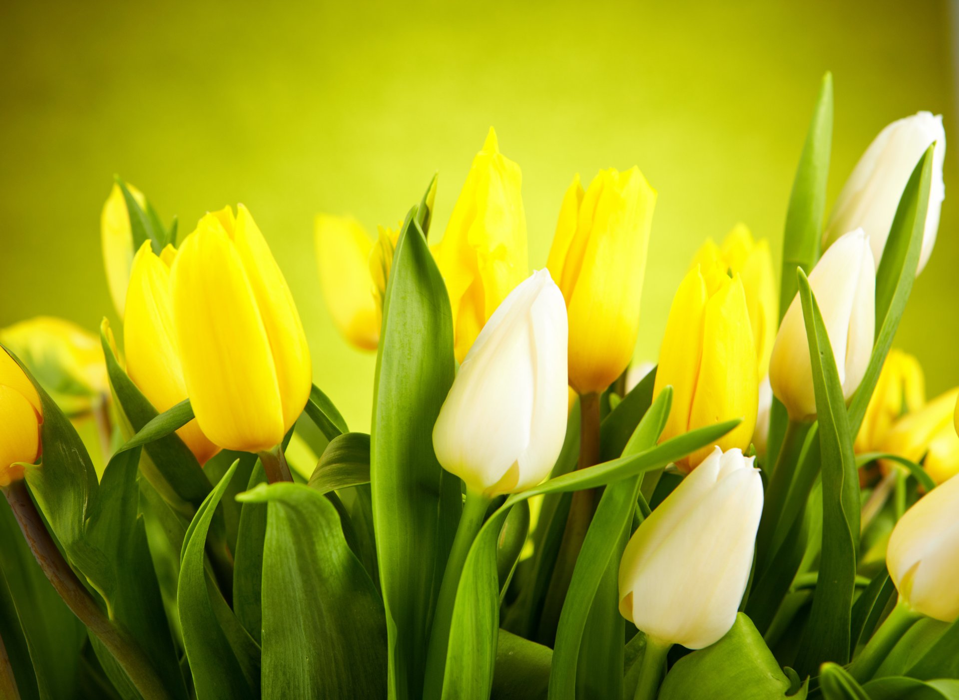fleurs tulipes blanc jaune bourgeons feuilles blanc jaune bourgeons
