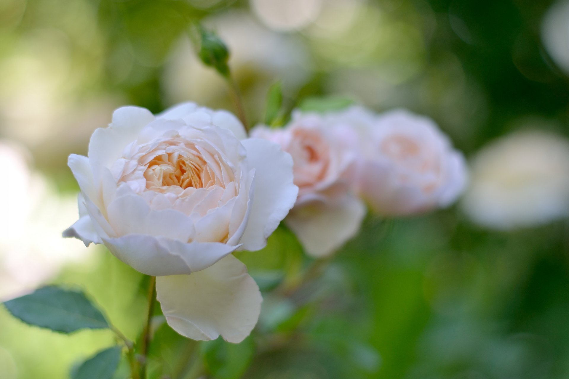 rose flower tender leaves nature supplie
