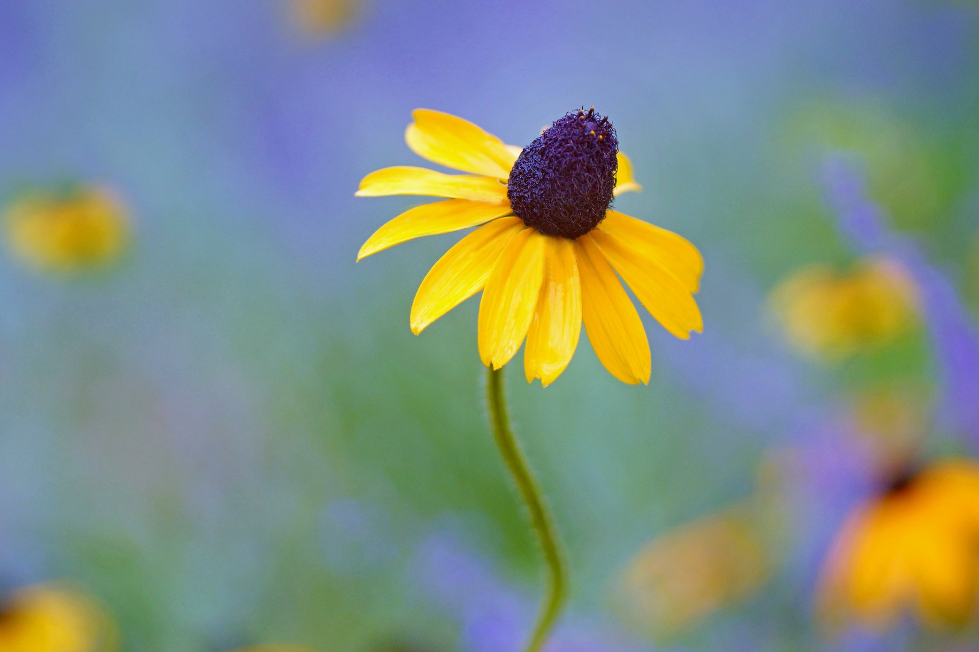 fiore giallo rudbeckia sfondo