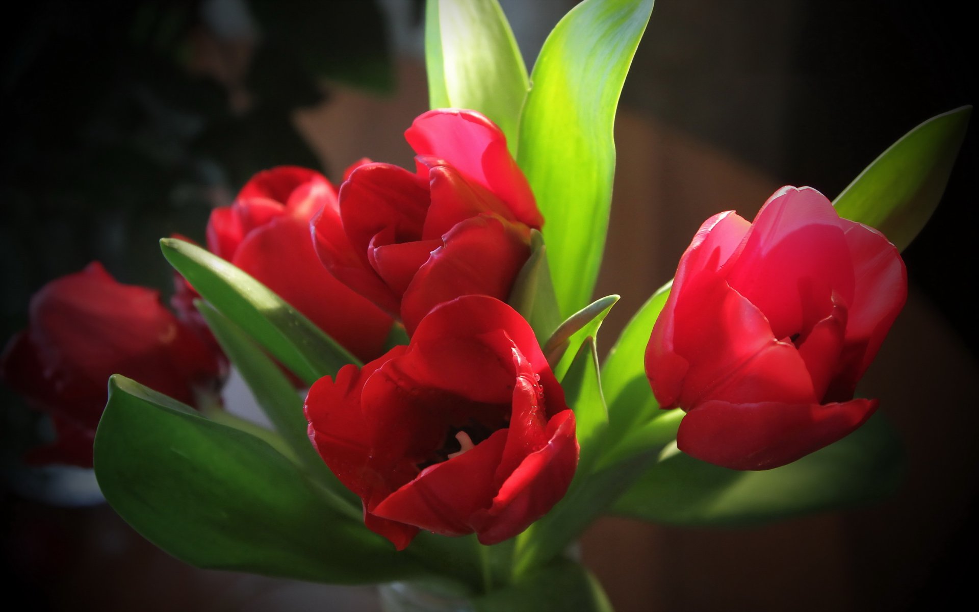 fleurs gros plan tulipes