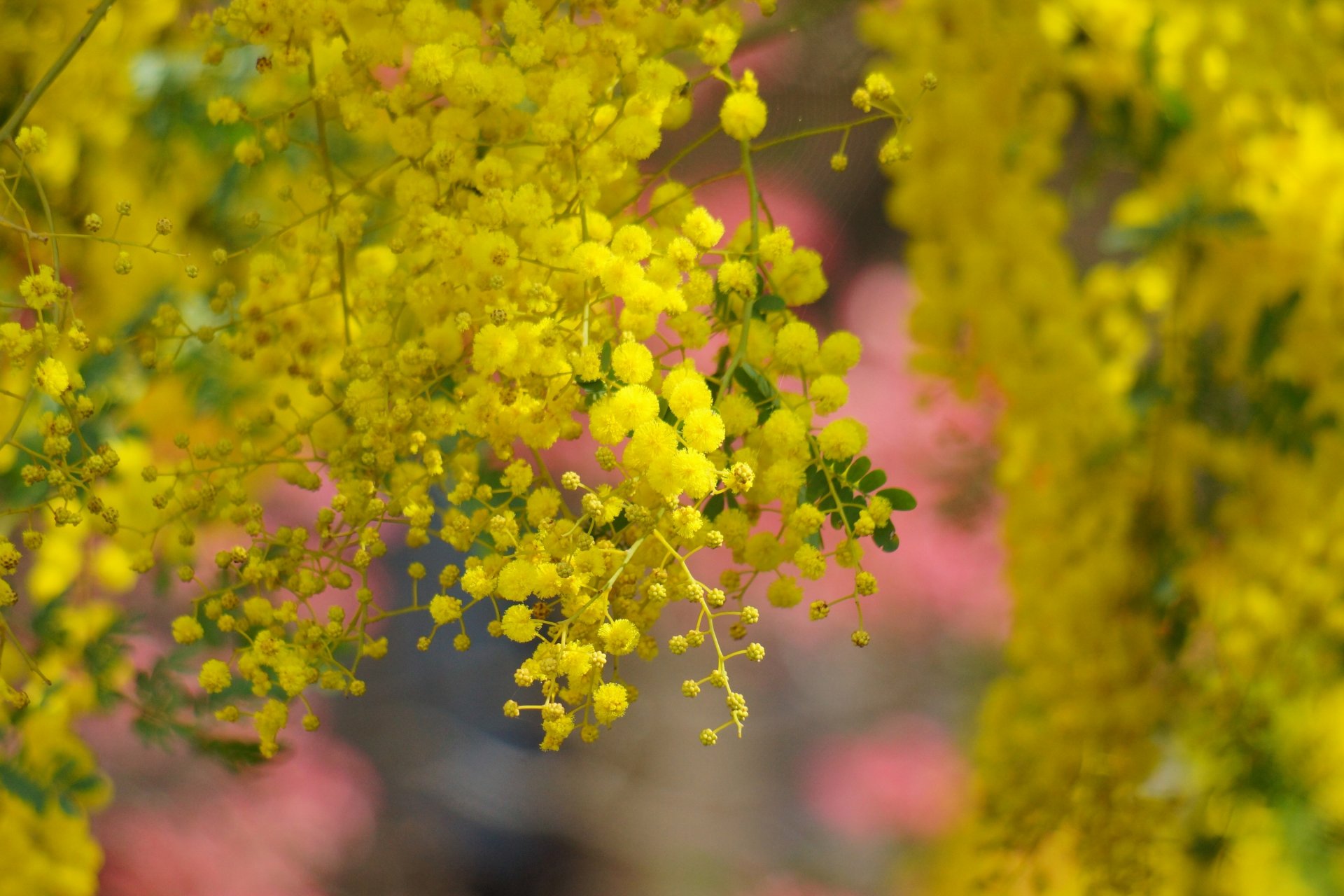 acacia albero fiori giallo fioritura primavera