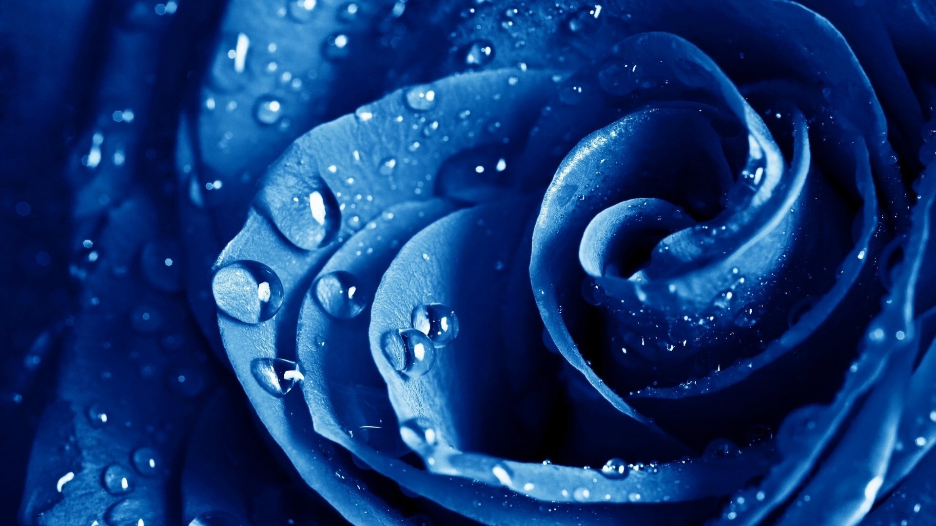 rose blue drop