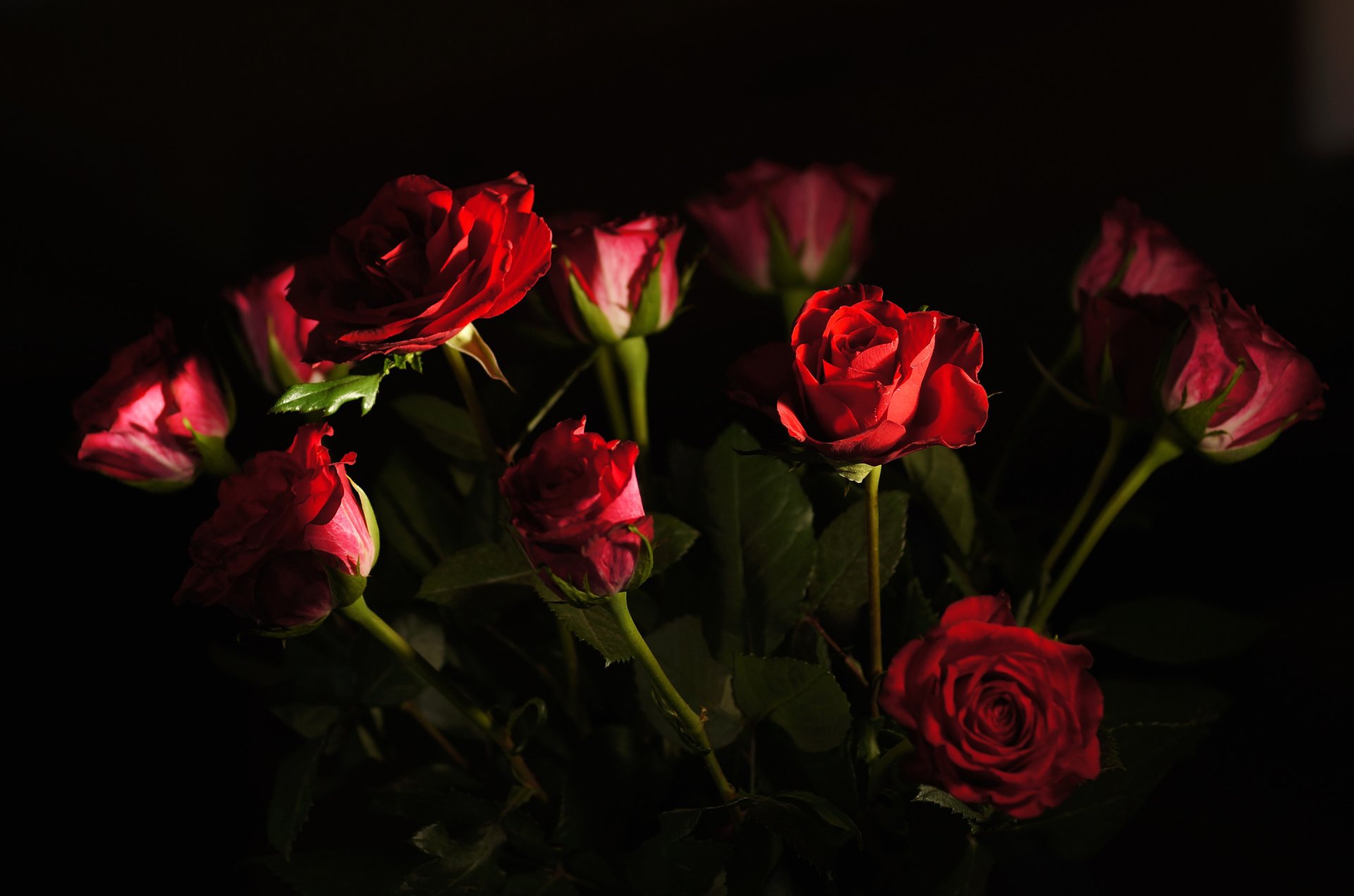 roses bud petals bouquet light