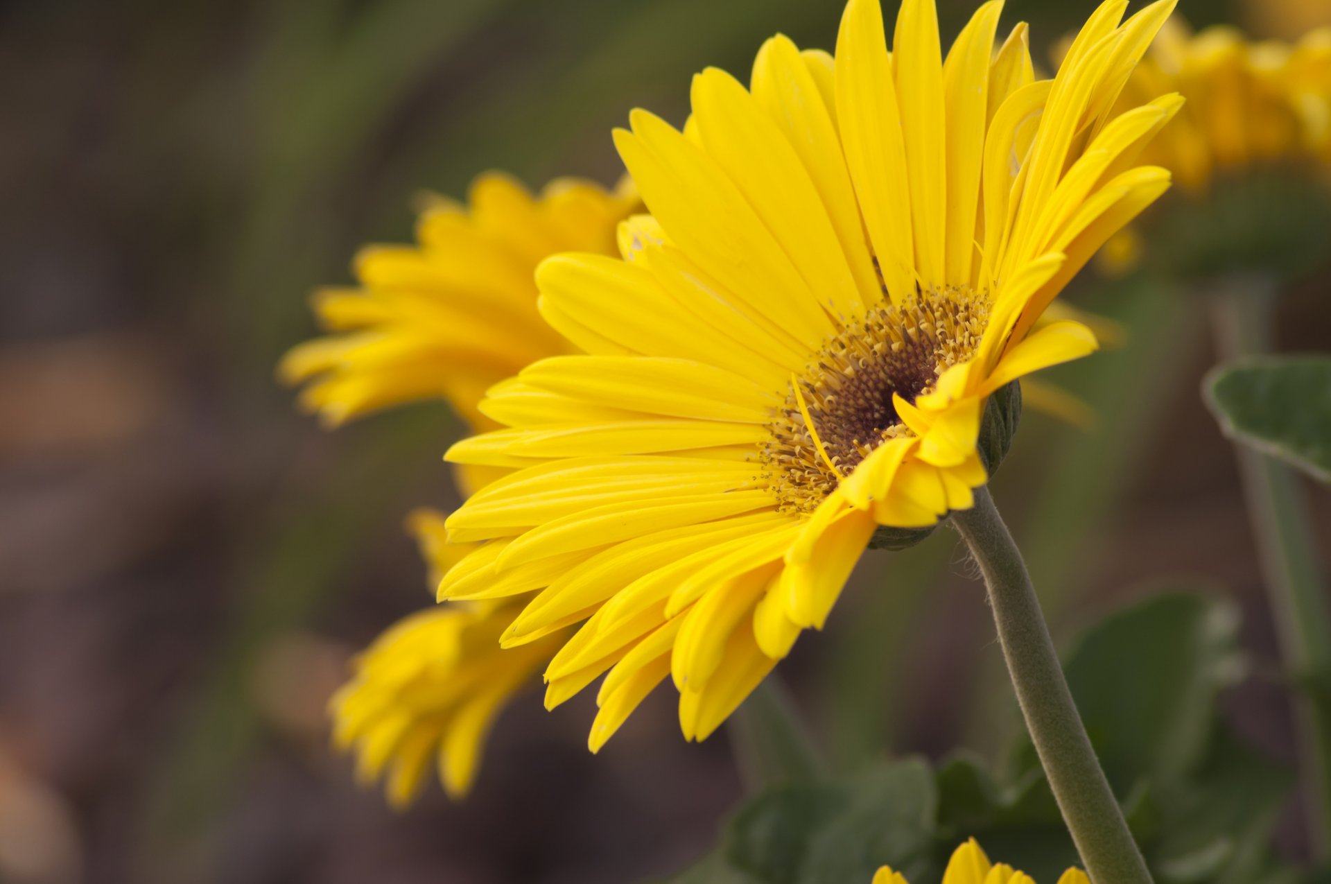 gerbera łodyga płatki