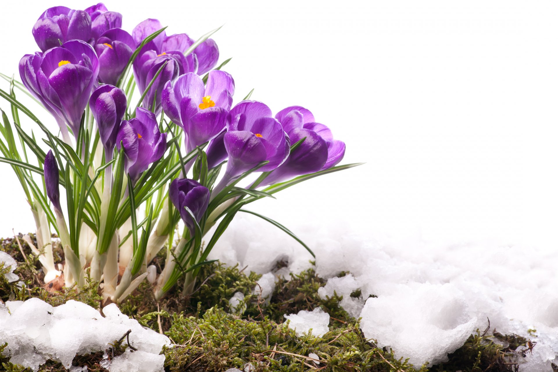 frühling blumen primeln krokusse frühlingsblumen
