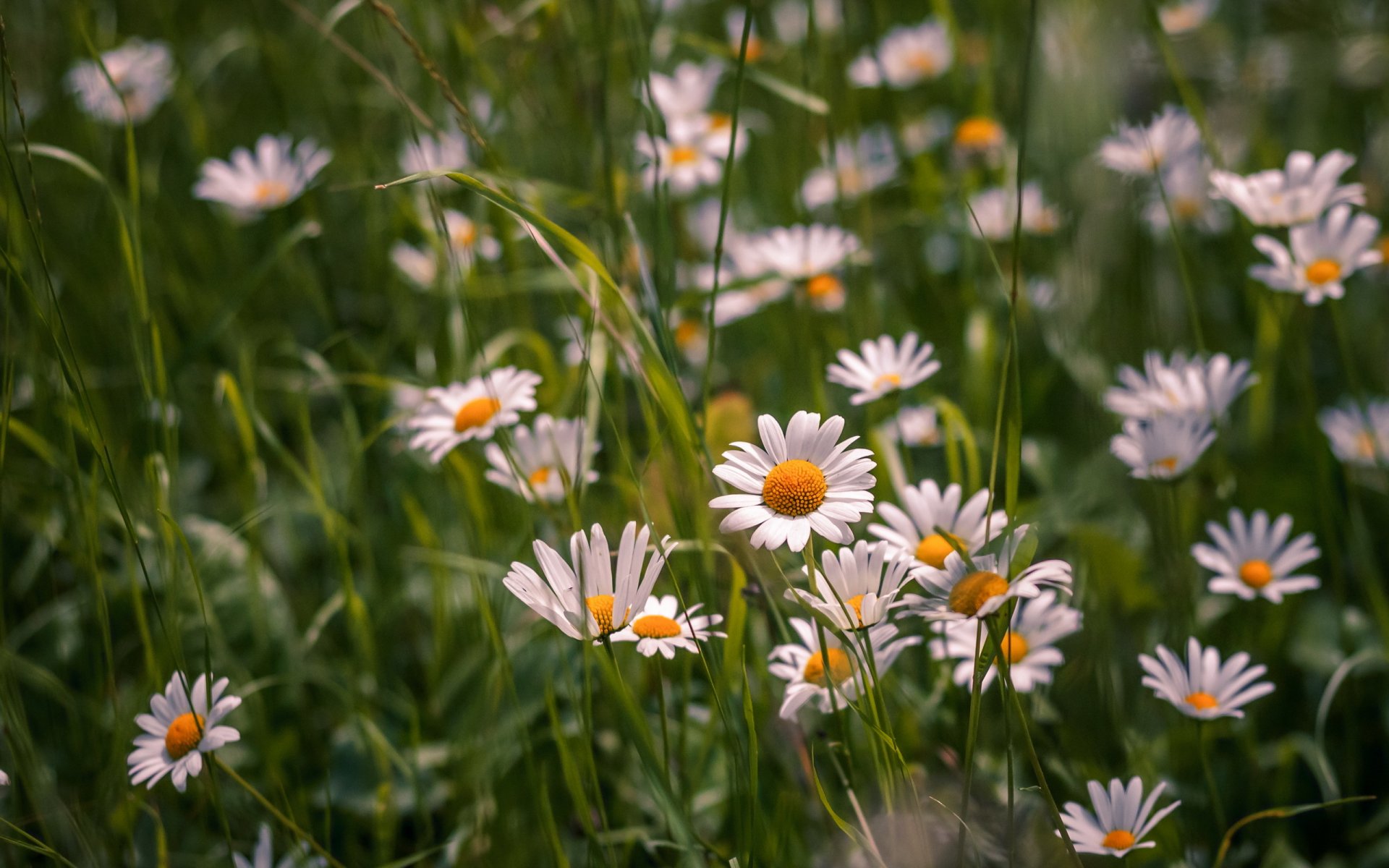 campo flores blanco margaritas