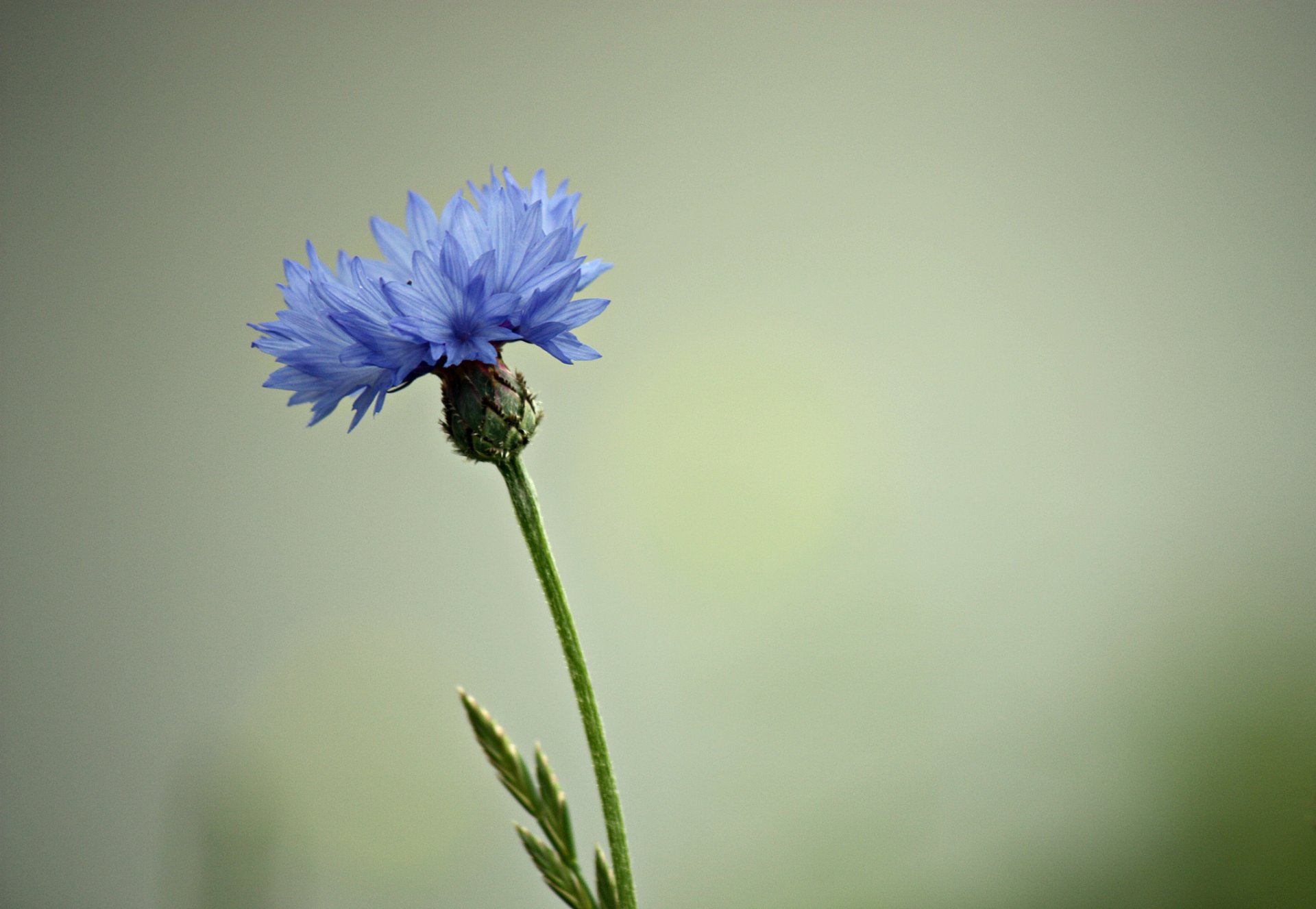 blume blau hintergrund
