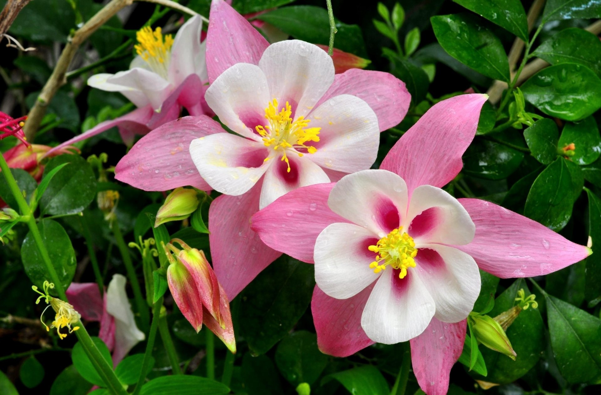 aquilegia orliki bassin versant fleurs rose gouttes verdure