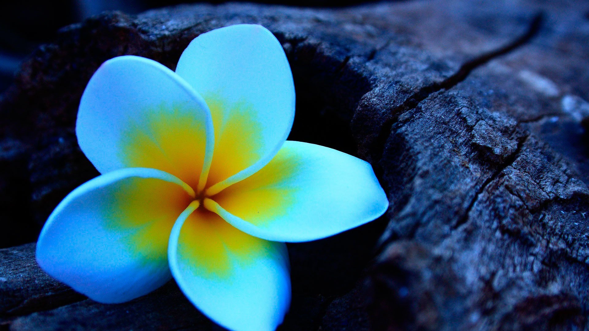 plumeria frangipani kwiat drewno