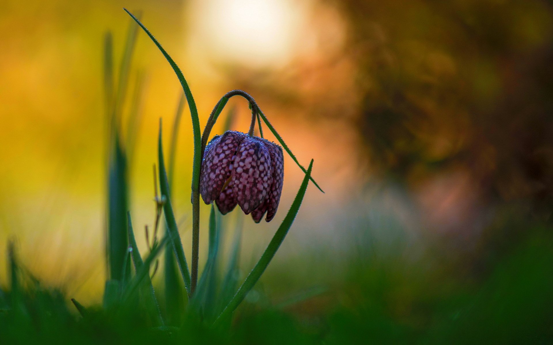fritillaria scacchiera fritillaria scacchiera gocce rugiada bokeh