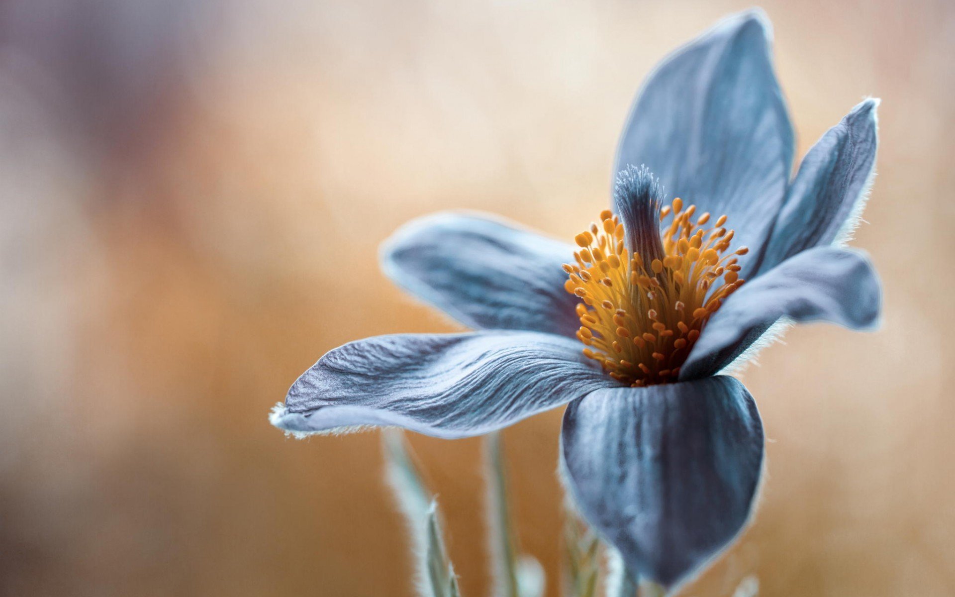 blume makro in der nähe