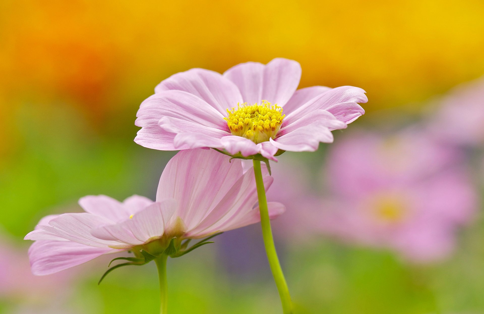 fleurs rose cosmea fond