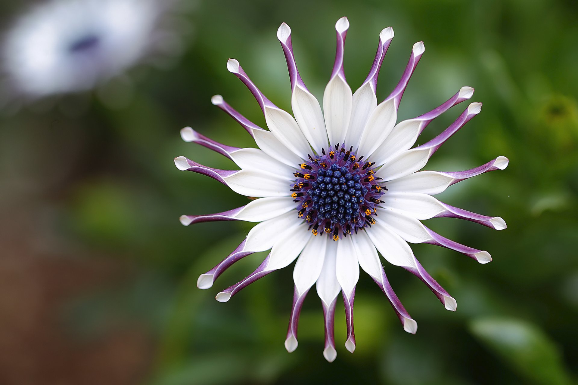 marguerite africaine fleur blanc violet pétales macro mise au point