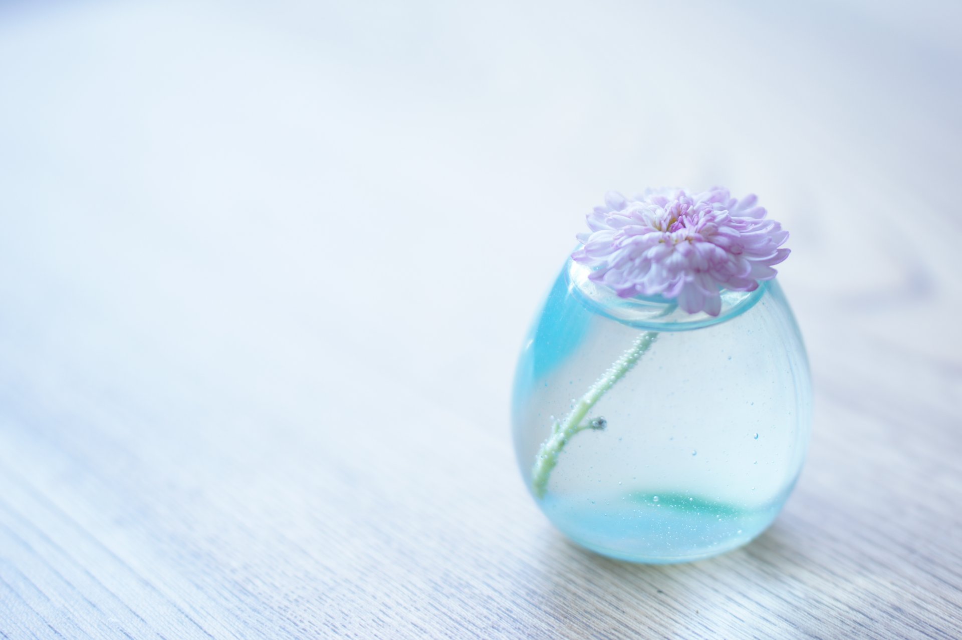 fleur vase l eau rose surface