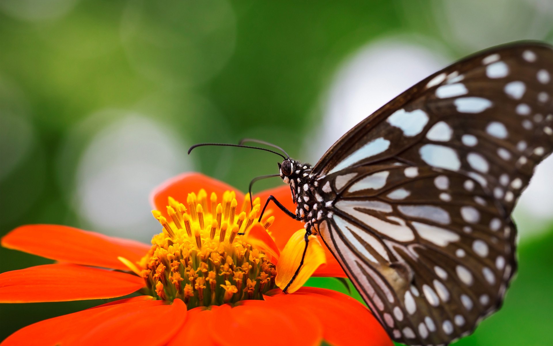 flower focus butterfly wings speck orange insect nature