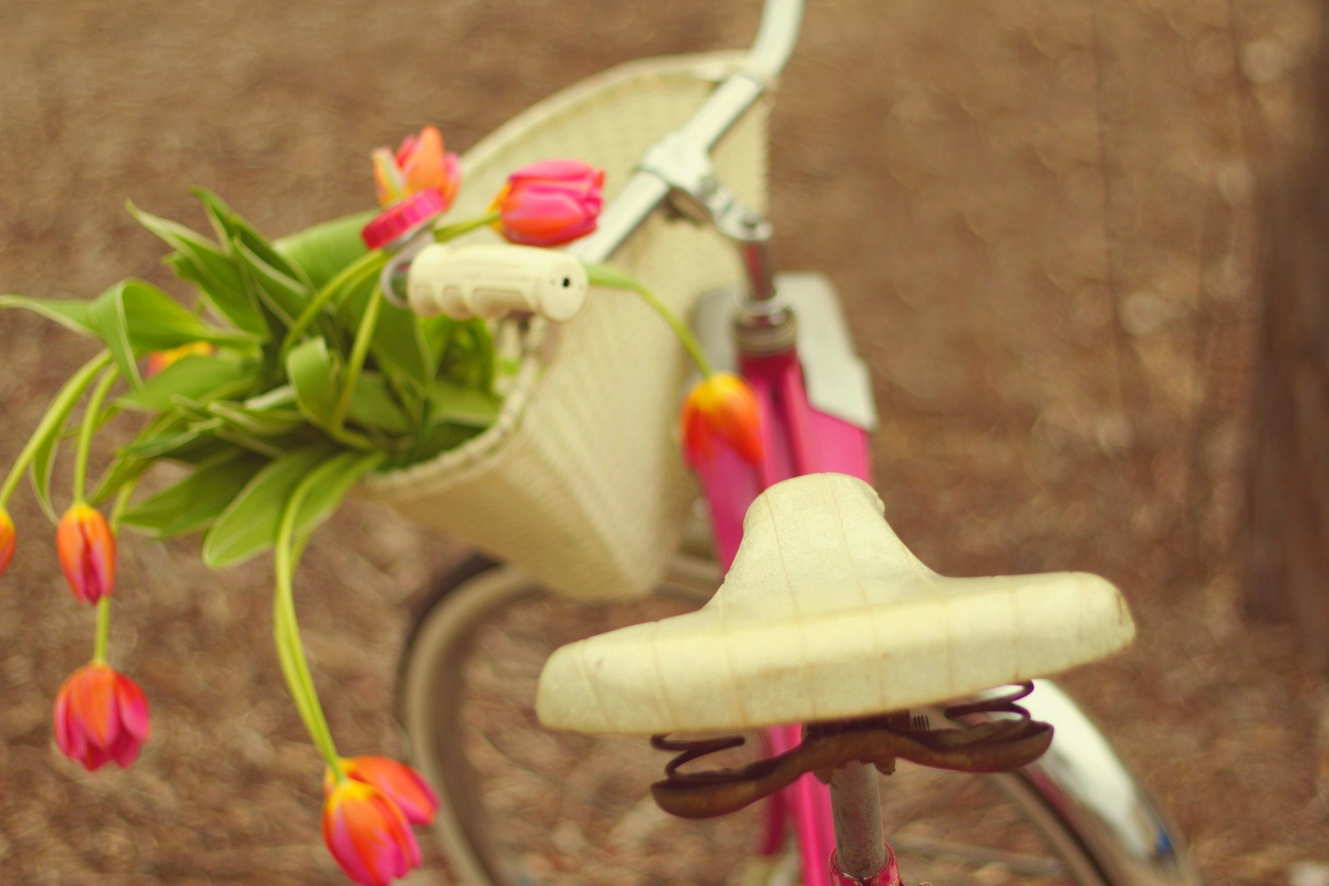 bicycle flowers bouquet tulip