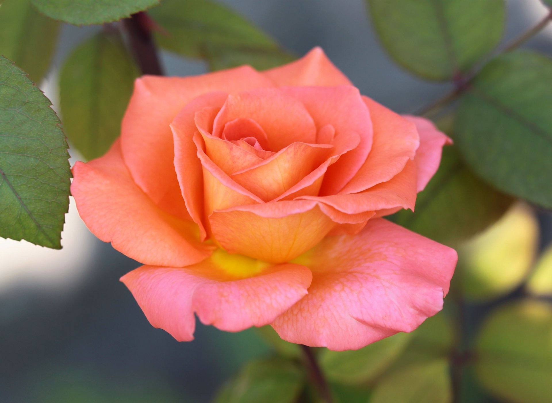 rose yellow and pink leaves background