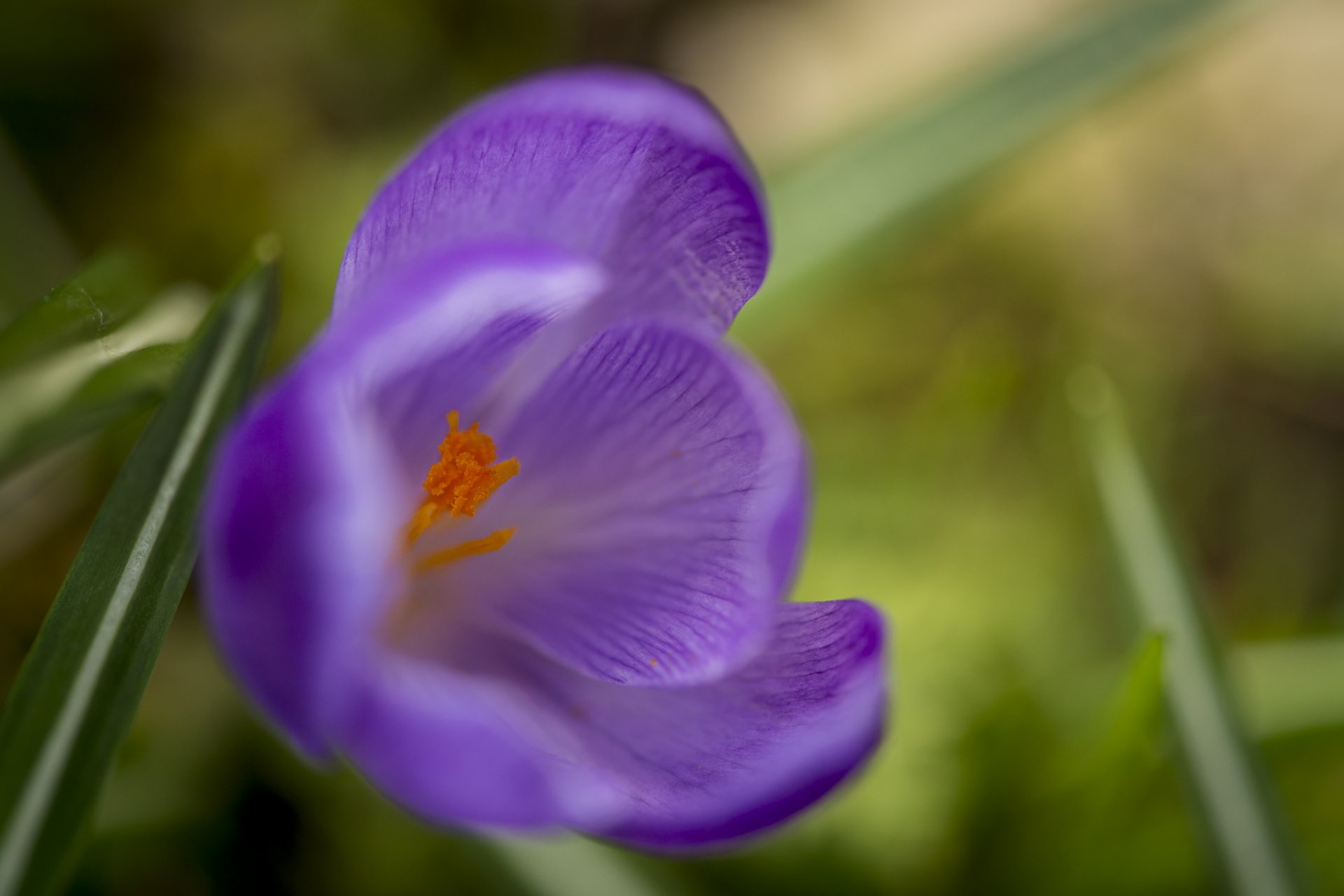 crocus fleur violet gros plan printemps herbe floraison