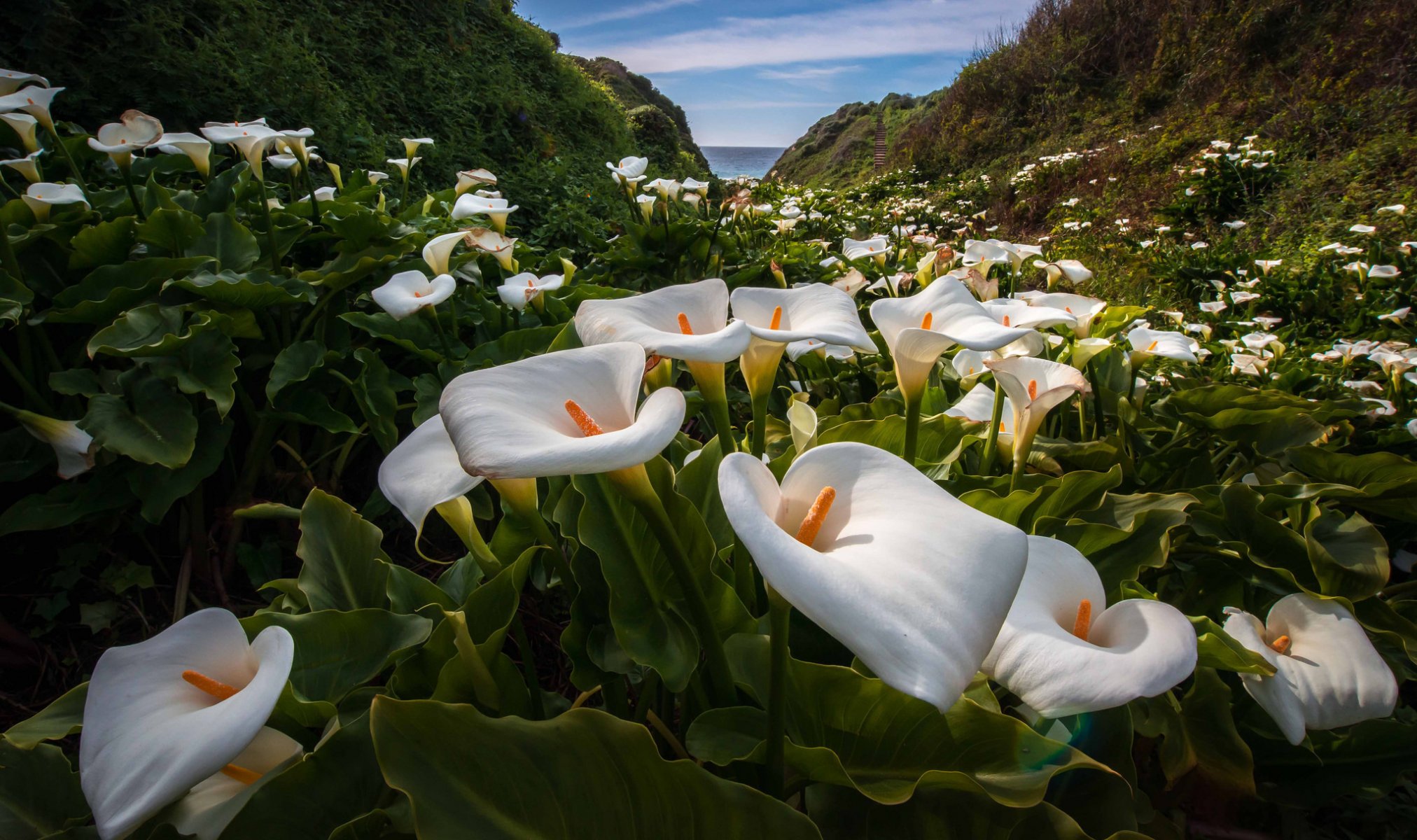 ciel montagnes mer fleurs callas