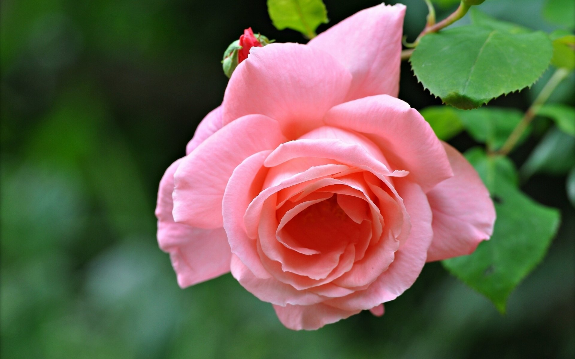 rosa brote pétalos macro