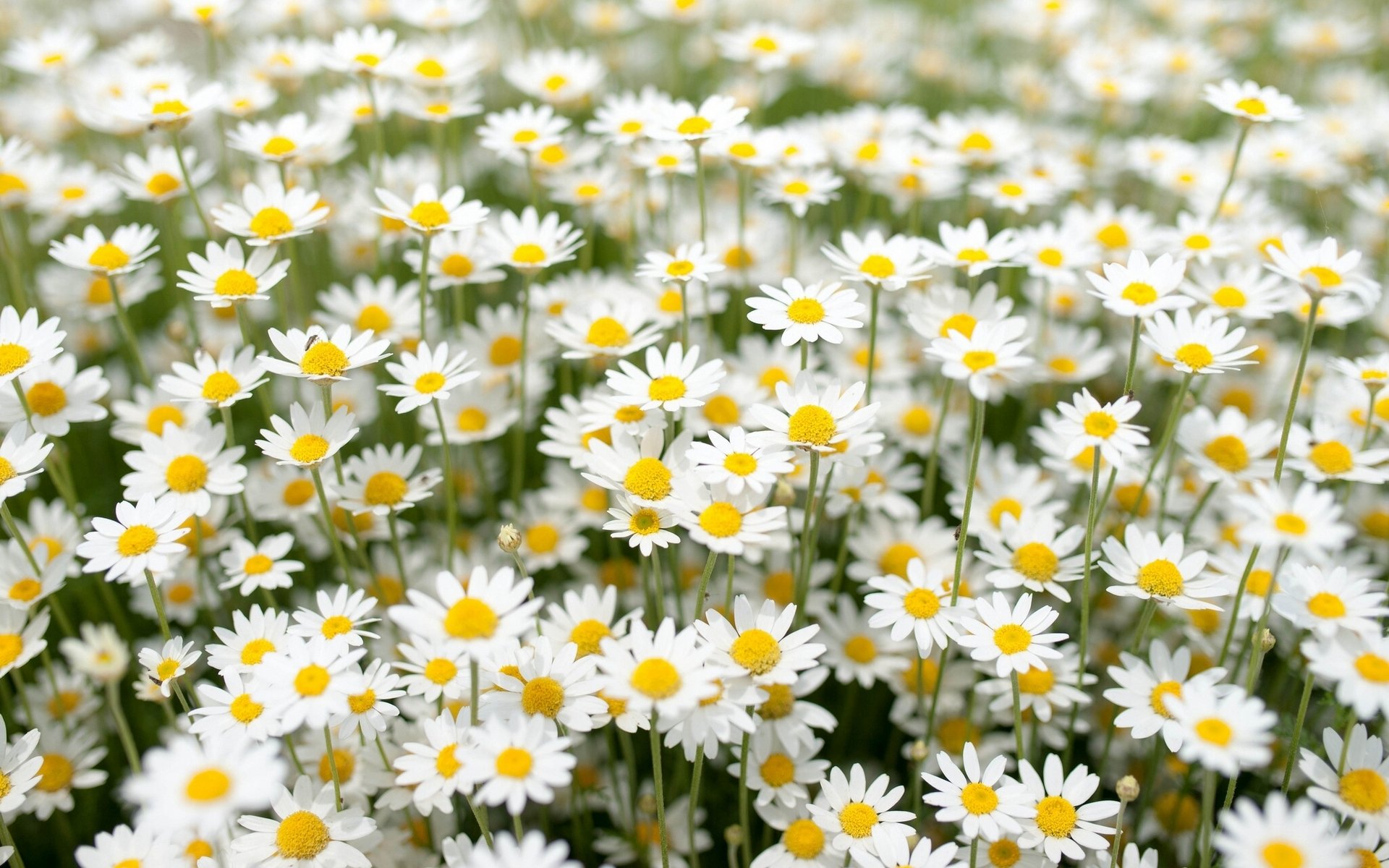 marguerites prairie soleils