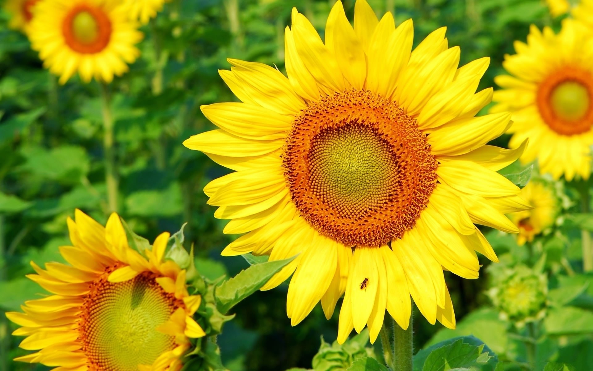 girasole estate carta da parati foglie verde
