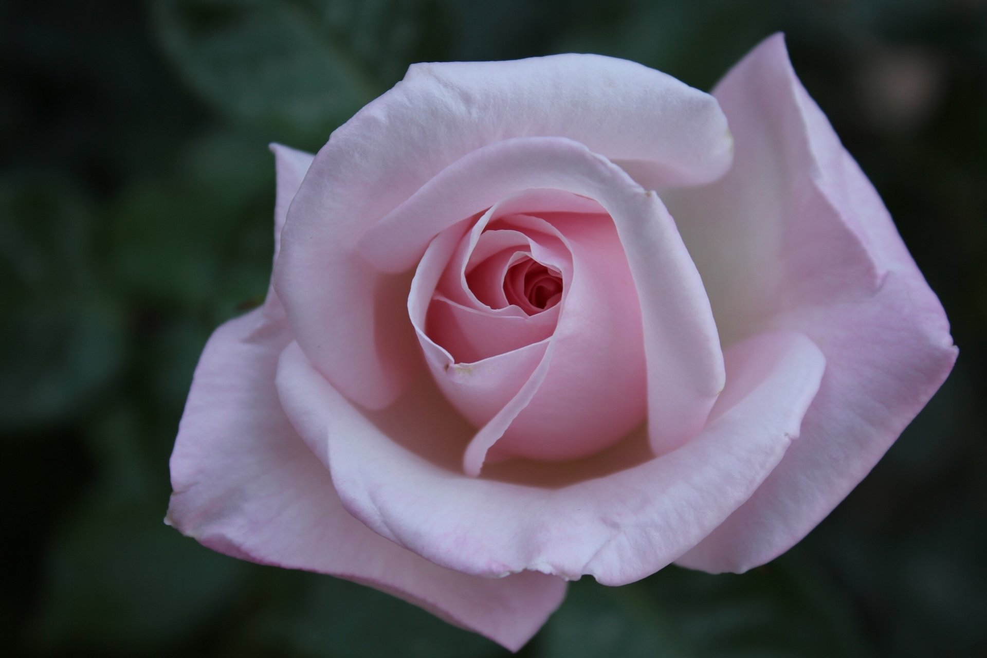 rose knospe blütenblätter makro