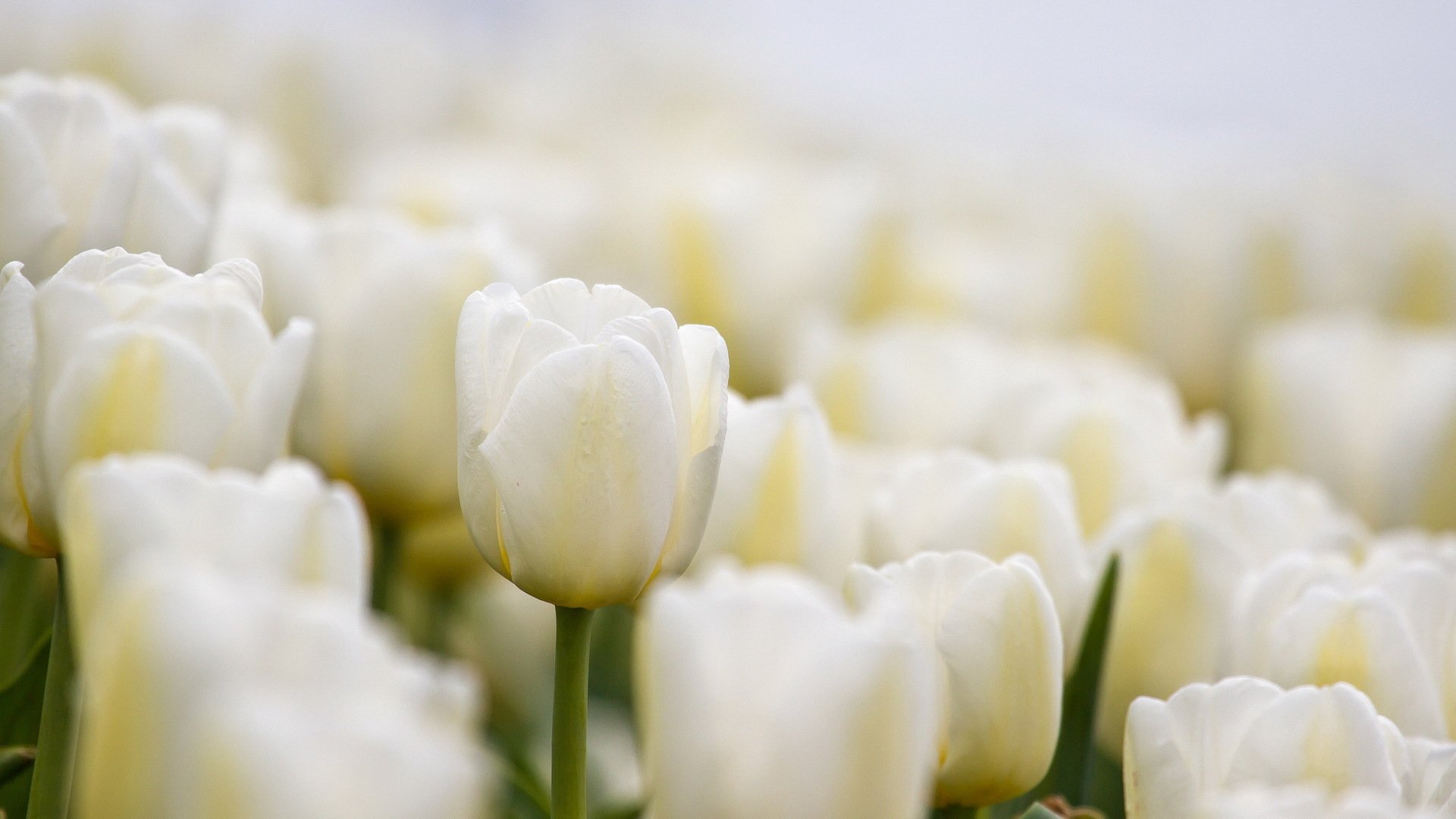 kwiaty tulipany natura makro