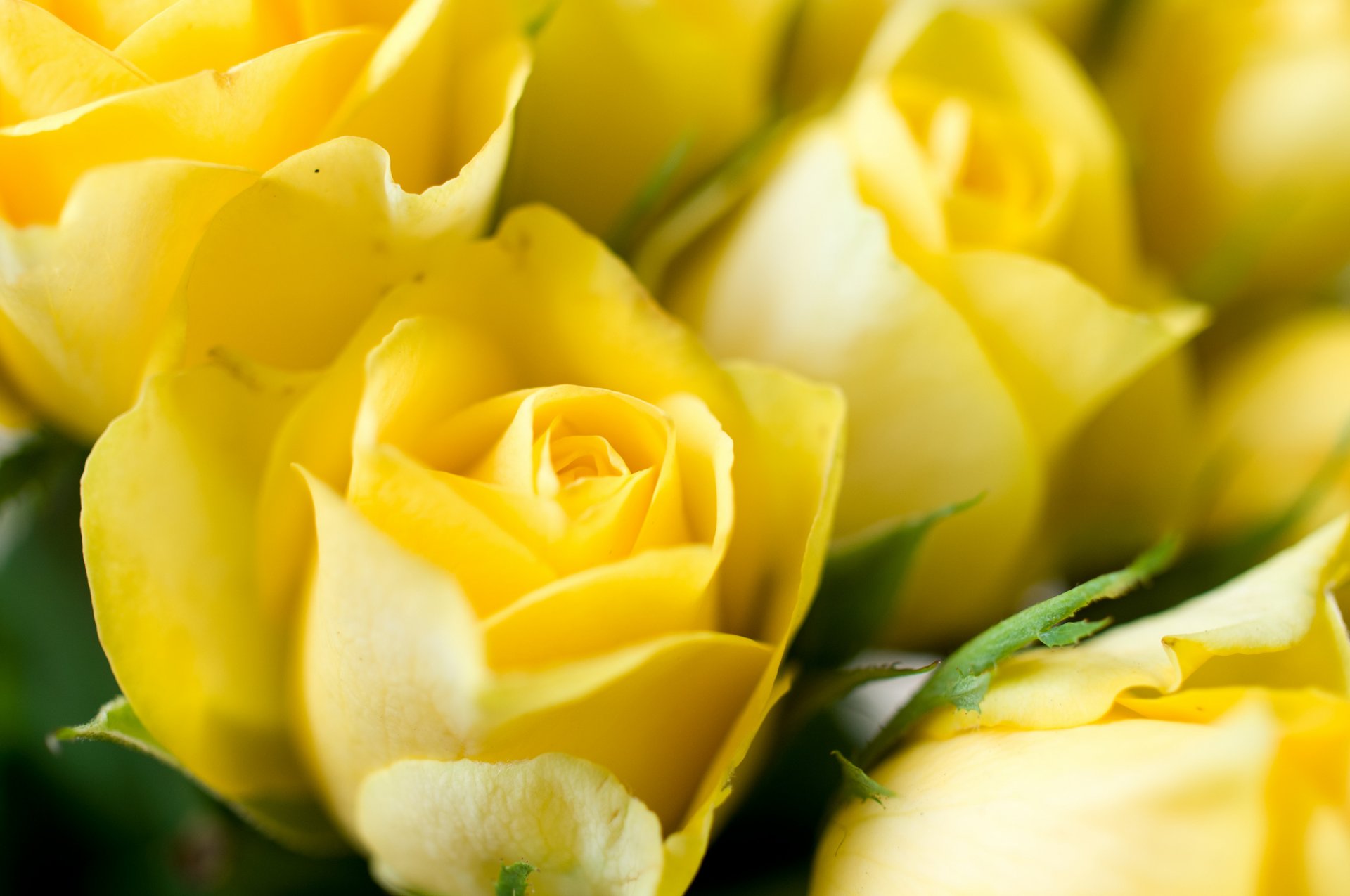 fleurs roses jaunes bourgeons gros plan