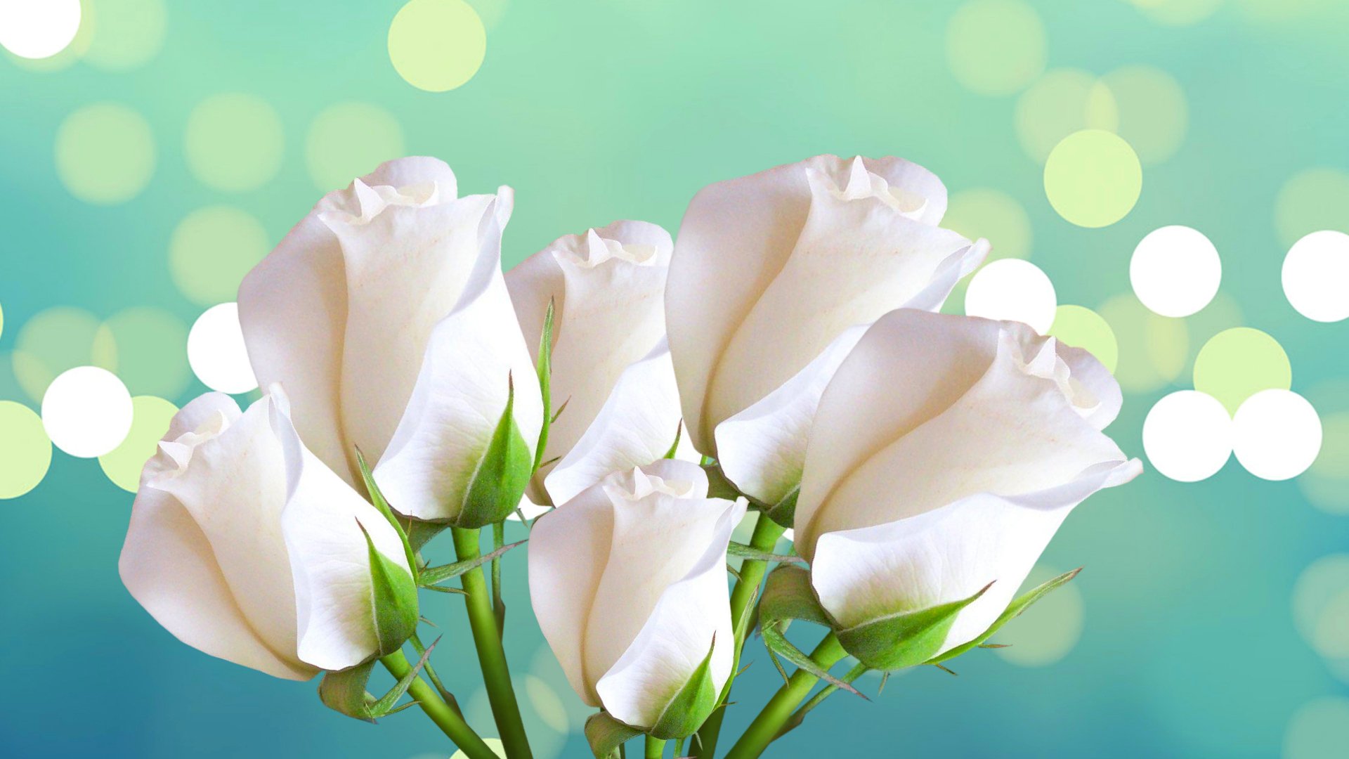 rosen blumenstrauß blütenblätter blendung