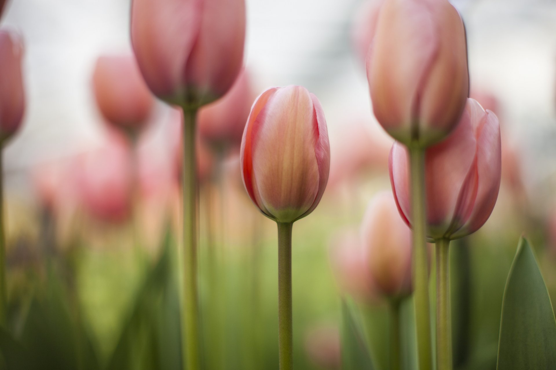 kwiaty tulipany focus wiosna pole różowe
