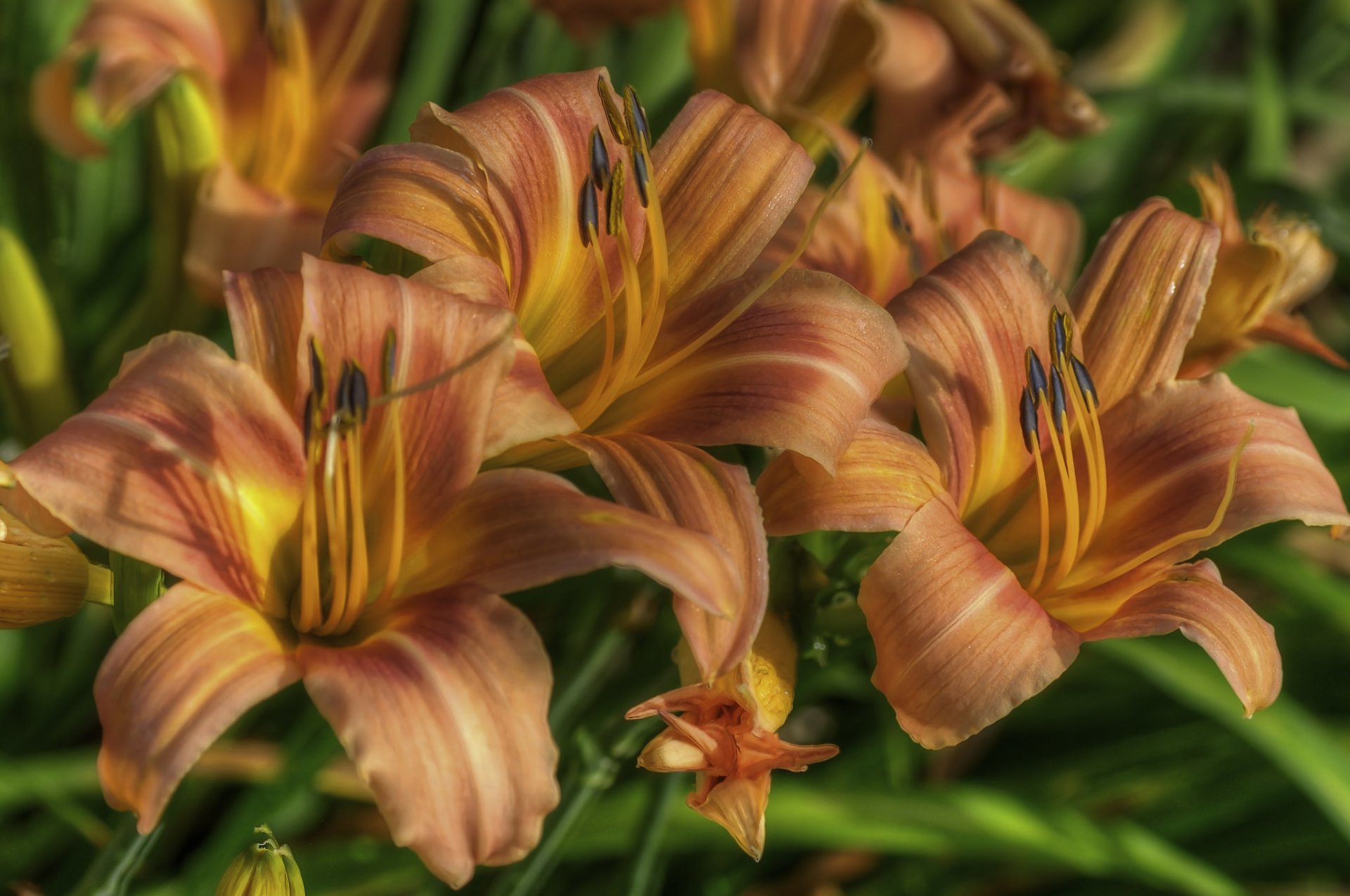 lilies petals close up