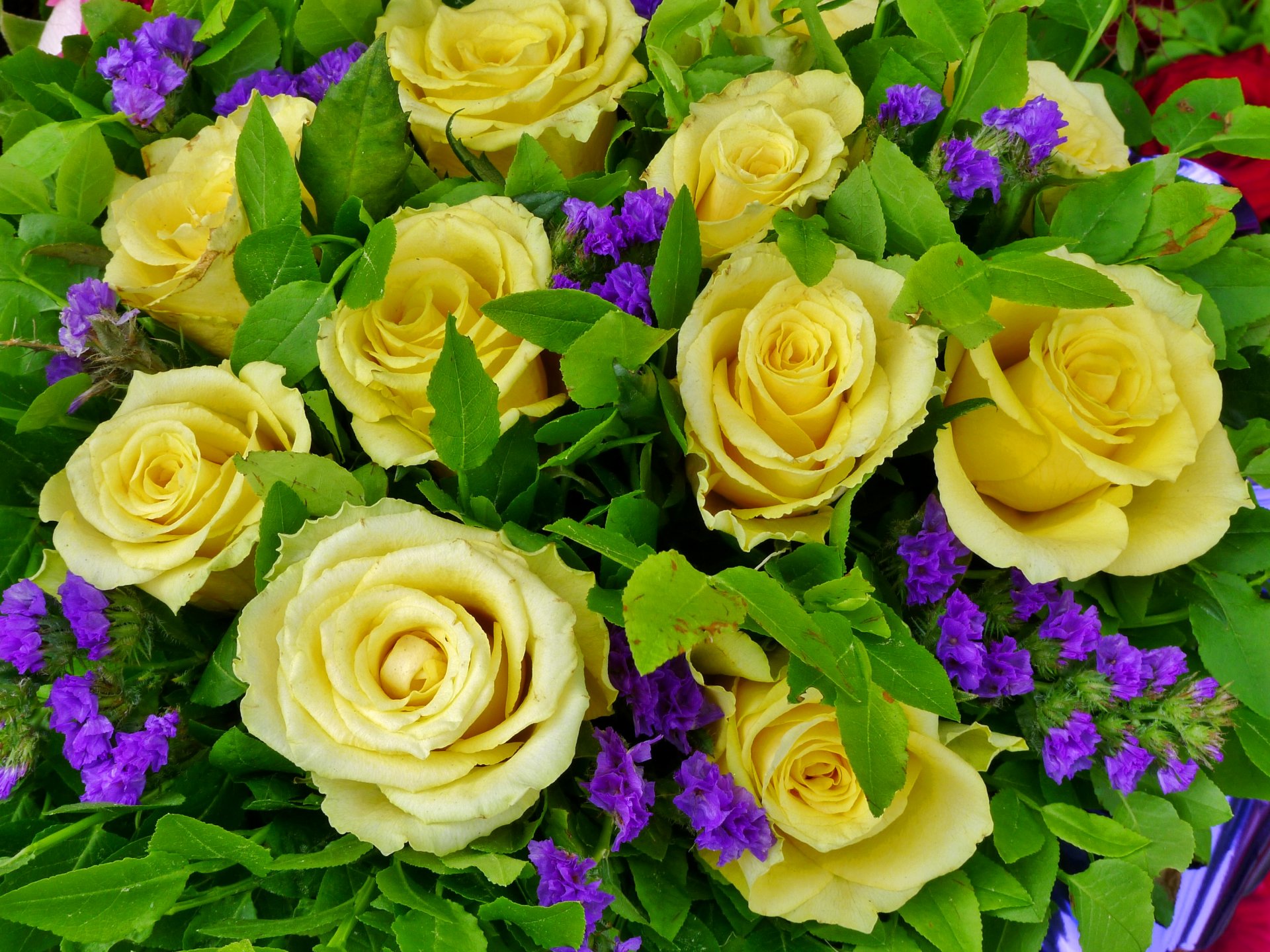 rosas mucho amarillo flores foto