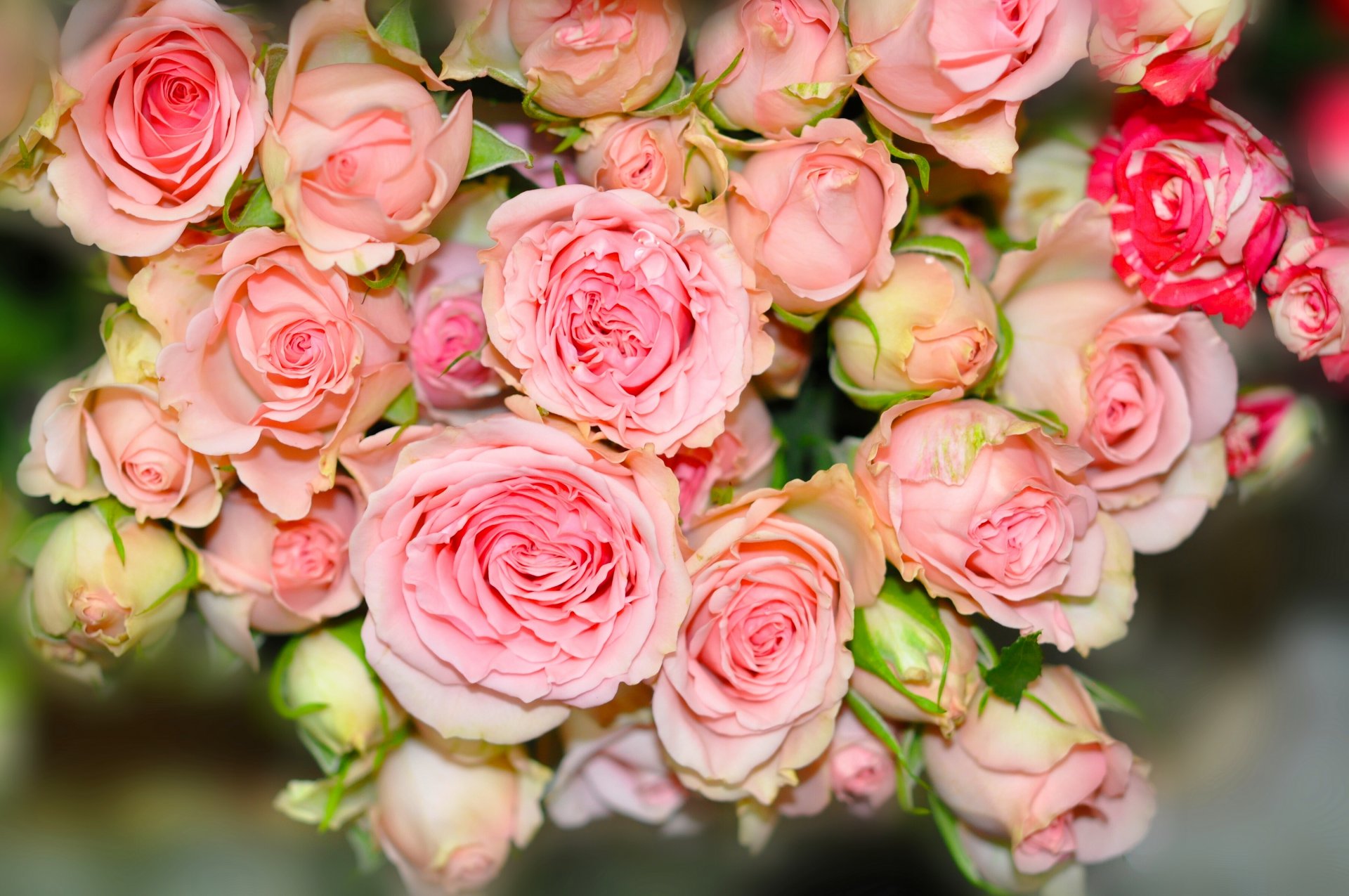 rosen knospen blumenstrauß