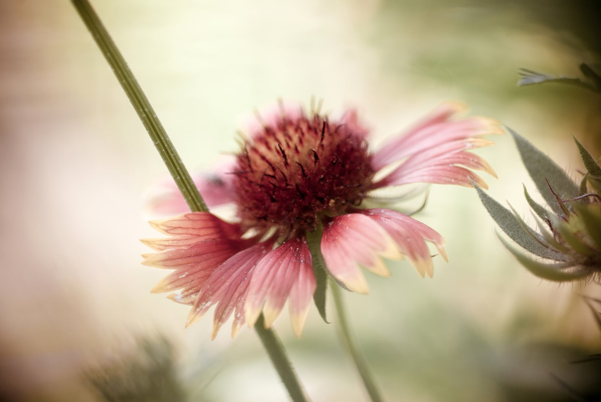 rudbeckia fiore petali bokeh sfondo