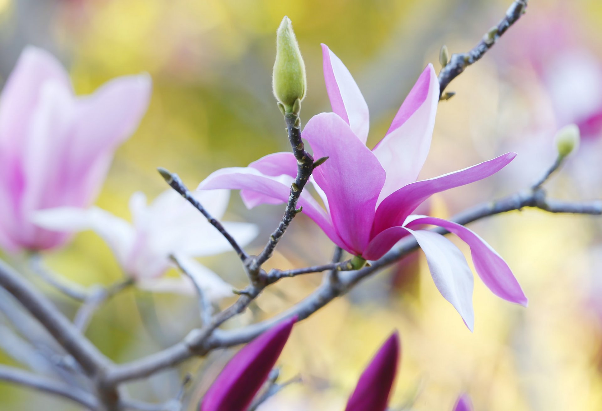 drzewo gałąź magnolia płatki wiosna natura