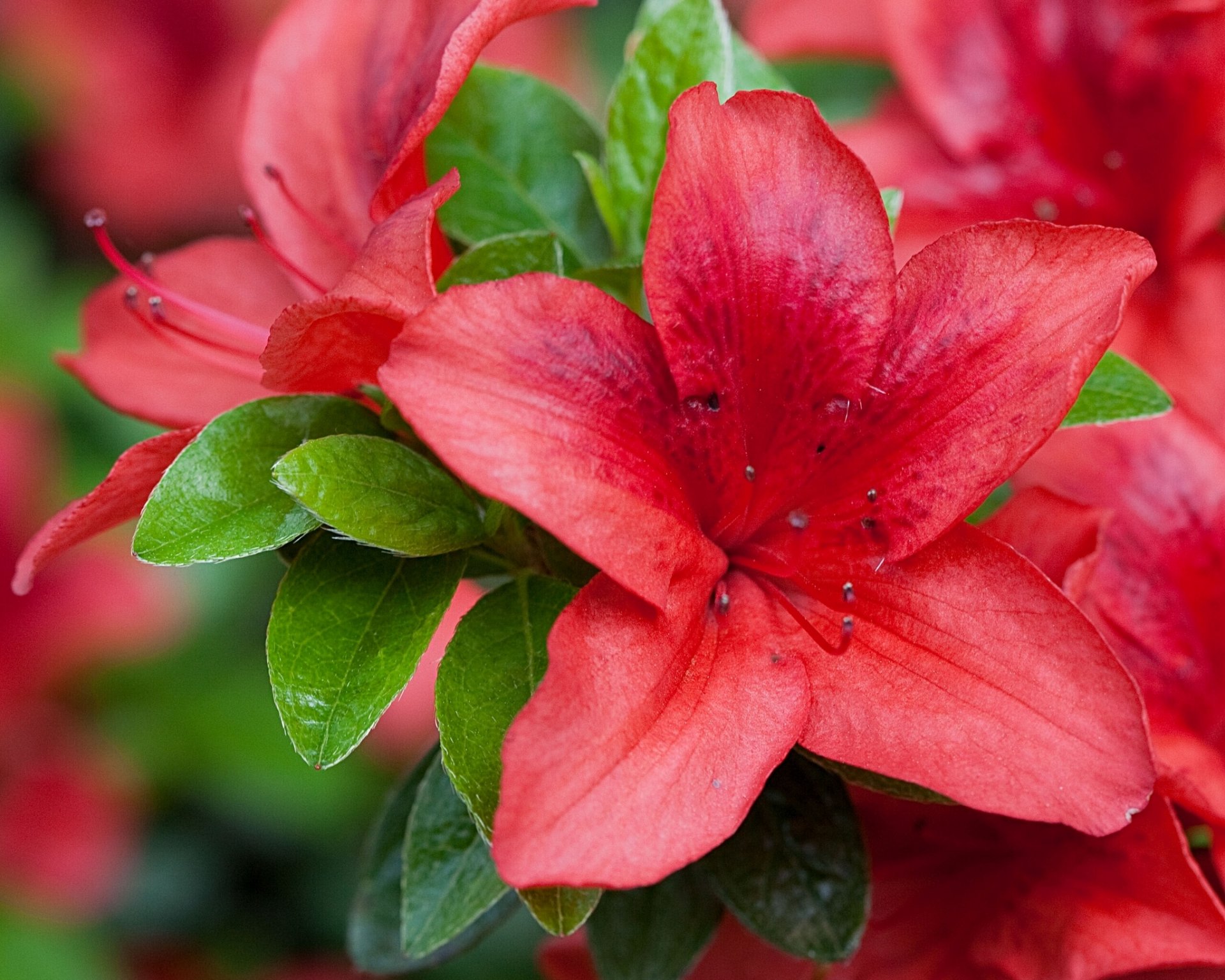 rhododendron azalée macro