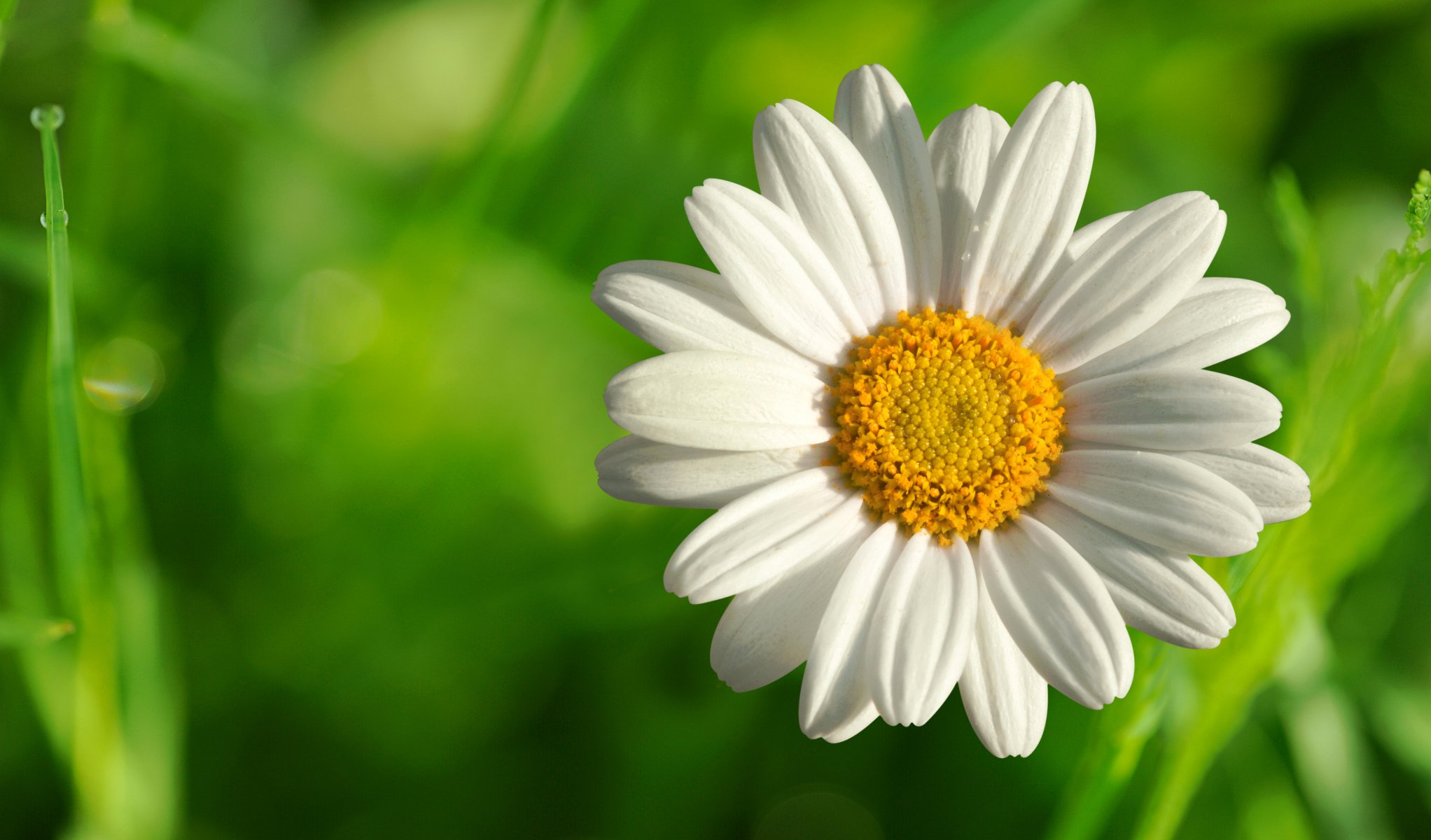 verano flor margarita