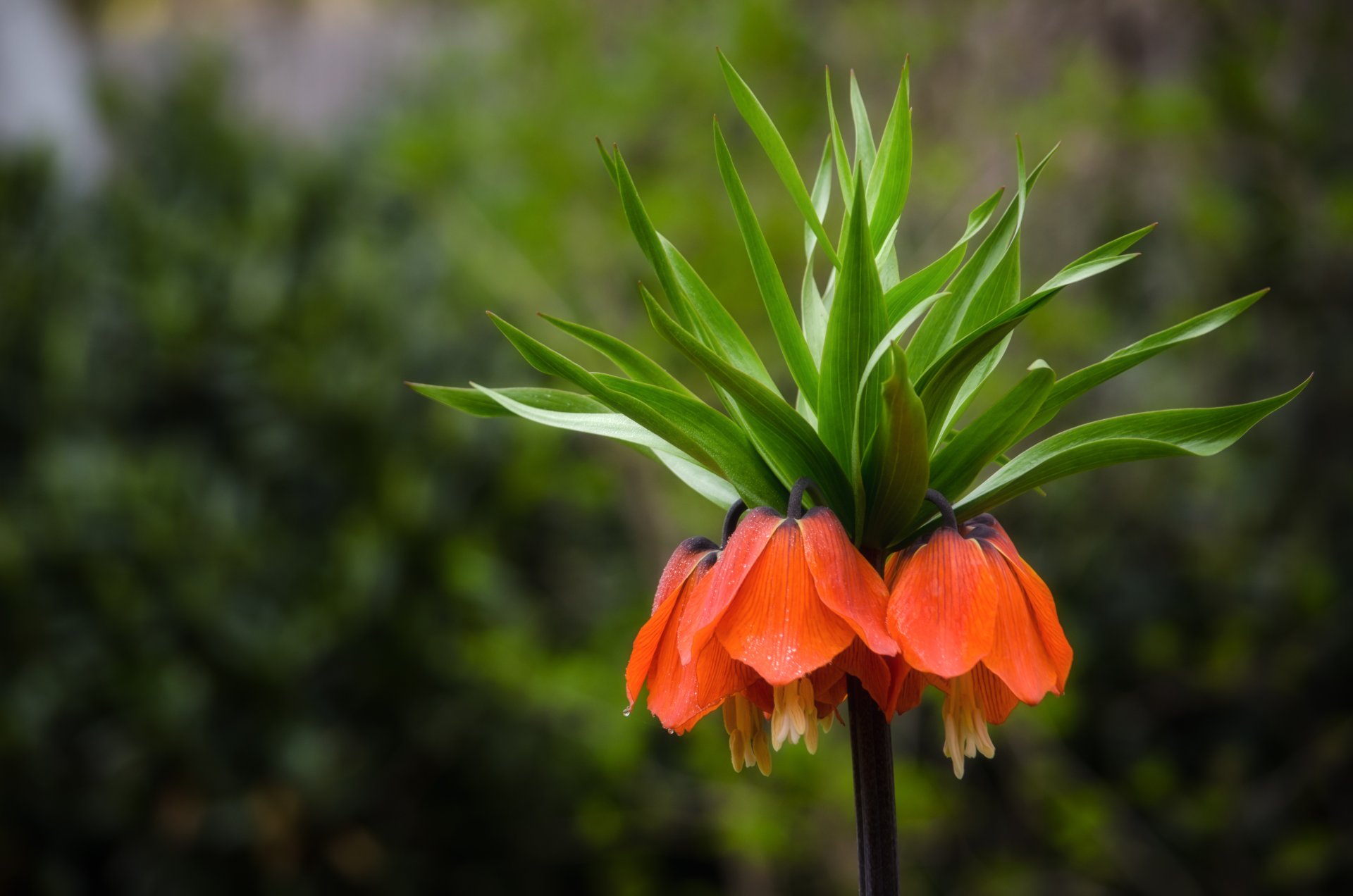 tétras impérial fleur champ cloches orange mise au point