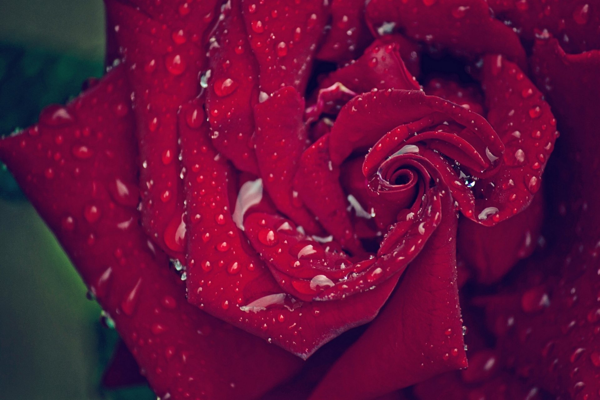 rosa petali gocce macro