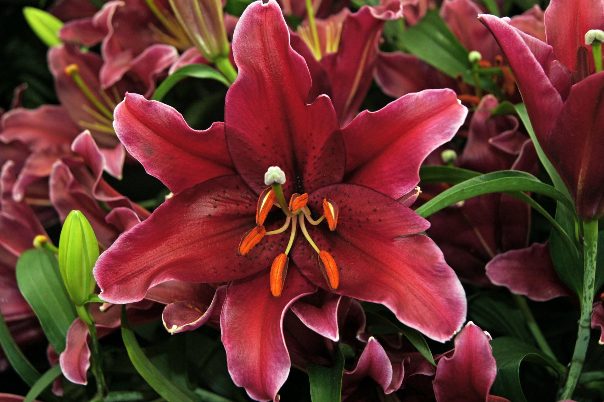 lilien blütenblätter makro