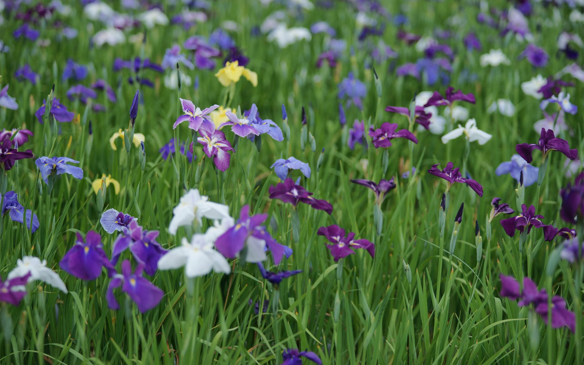 radura iris colorato campo estate lilla bianco